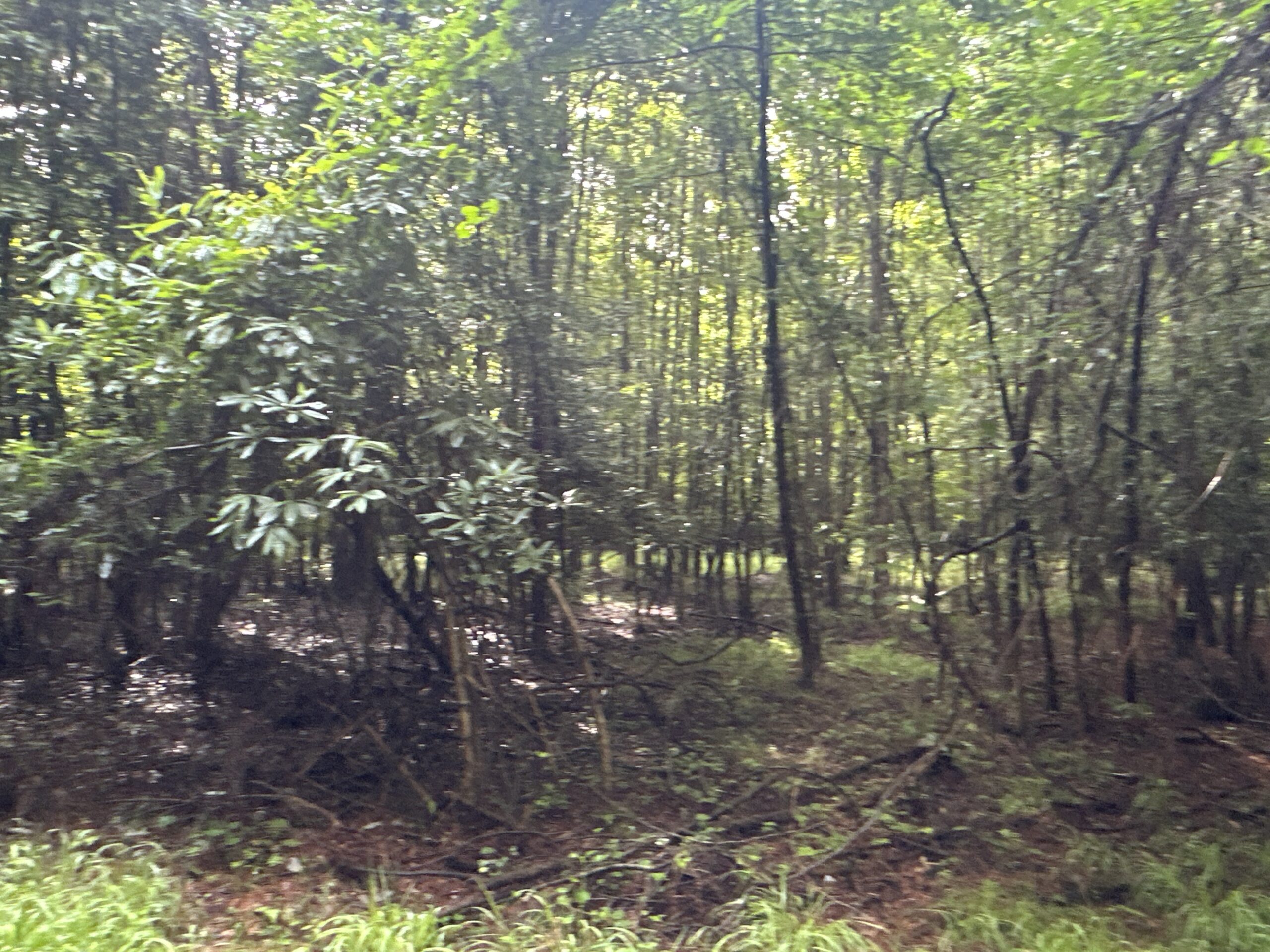 25 AC Timber & Hunting Tract Near Bath, NC – Secluded Gem