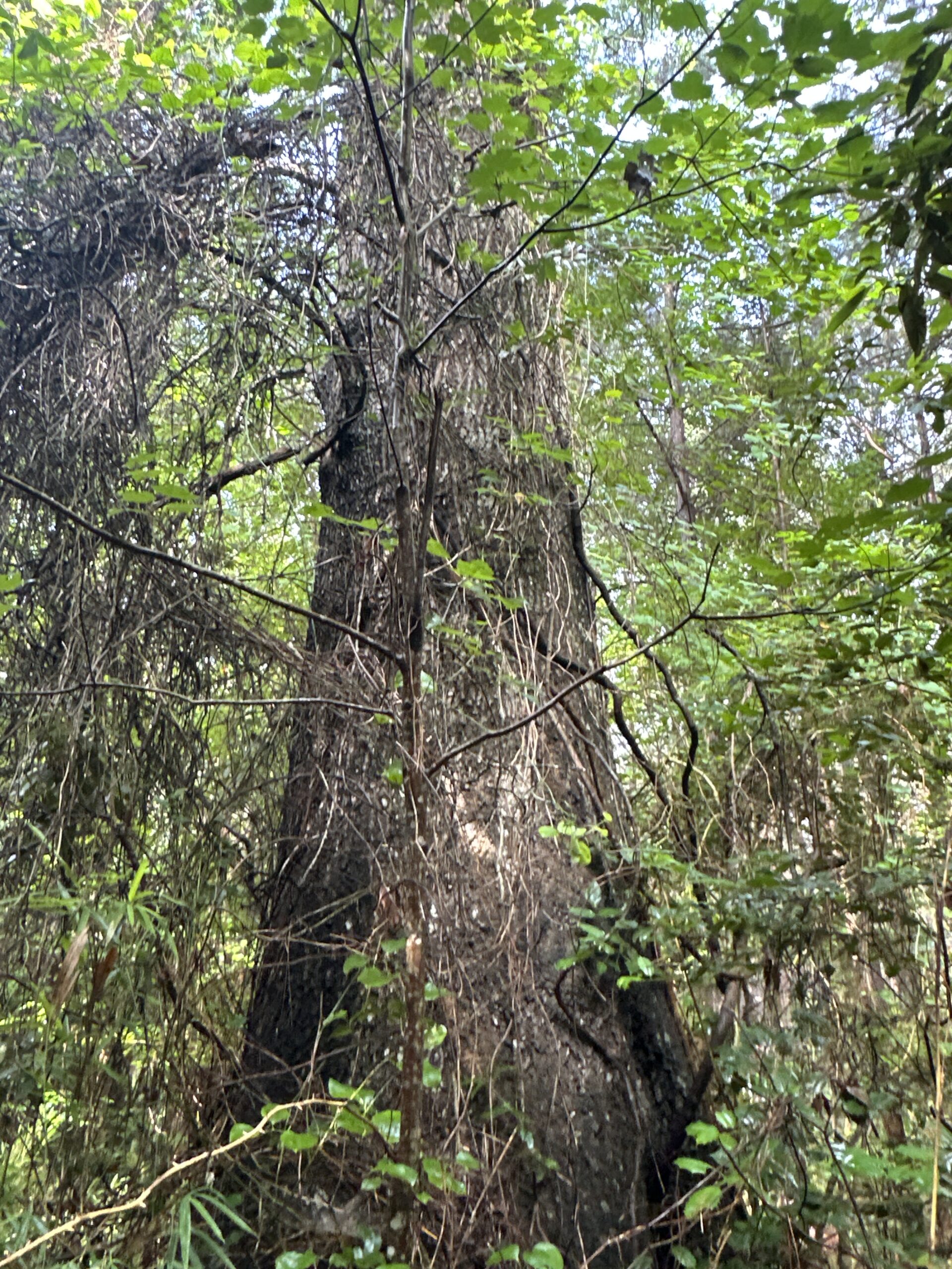 25 AC Timber & Hunting Tract Near Bath, NC – Secluded Gem