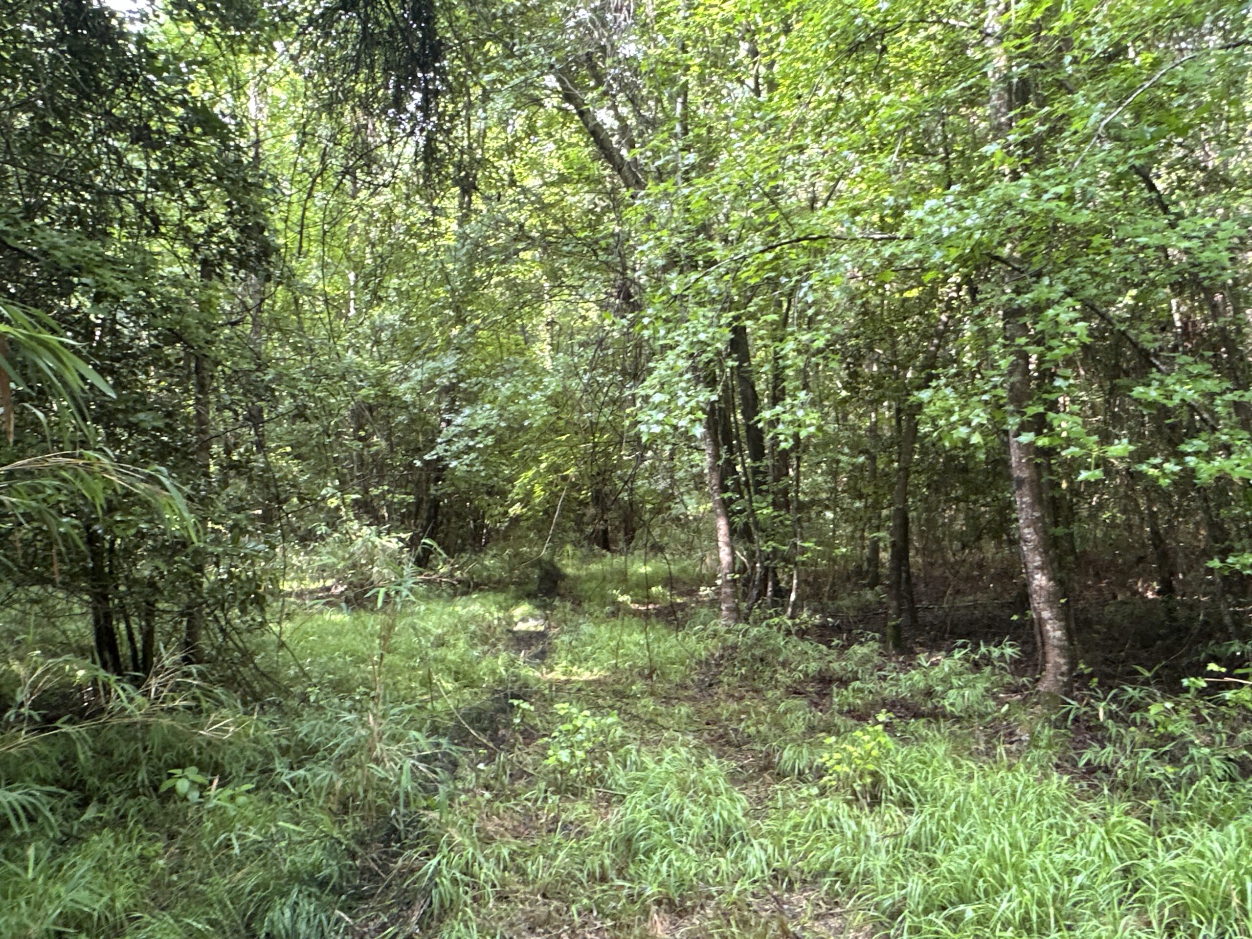 25 AC Timber & Hunting Tract Near Bath, NC – Secluded Gem