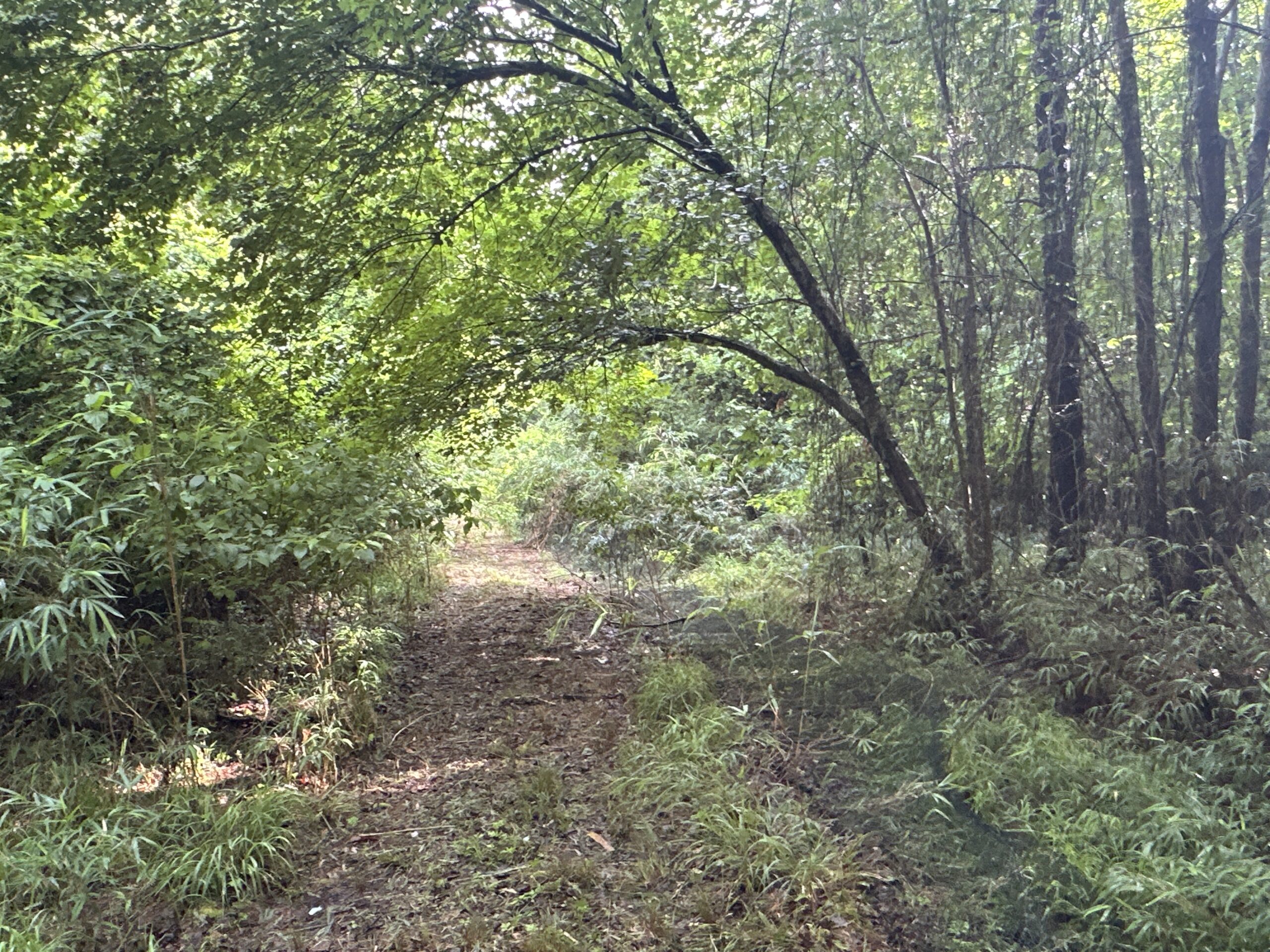 25 AC Timber & Hunting Tract Near Bath, NC – Secluded Gem