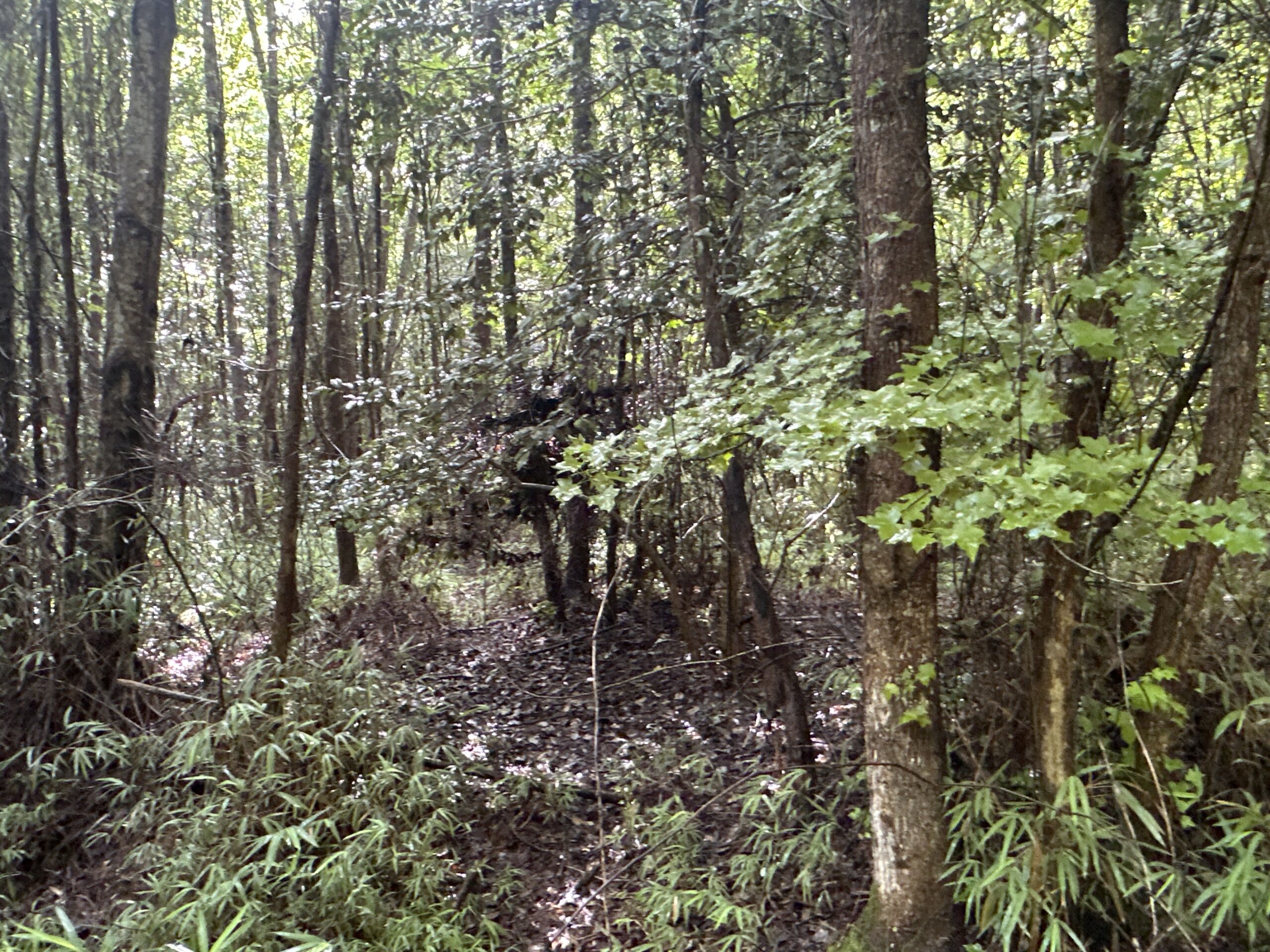 25 AC Timber & Hunting Tract Near Bath, NC – Secluded Gem