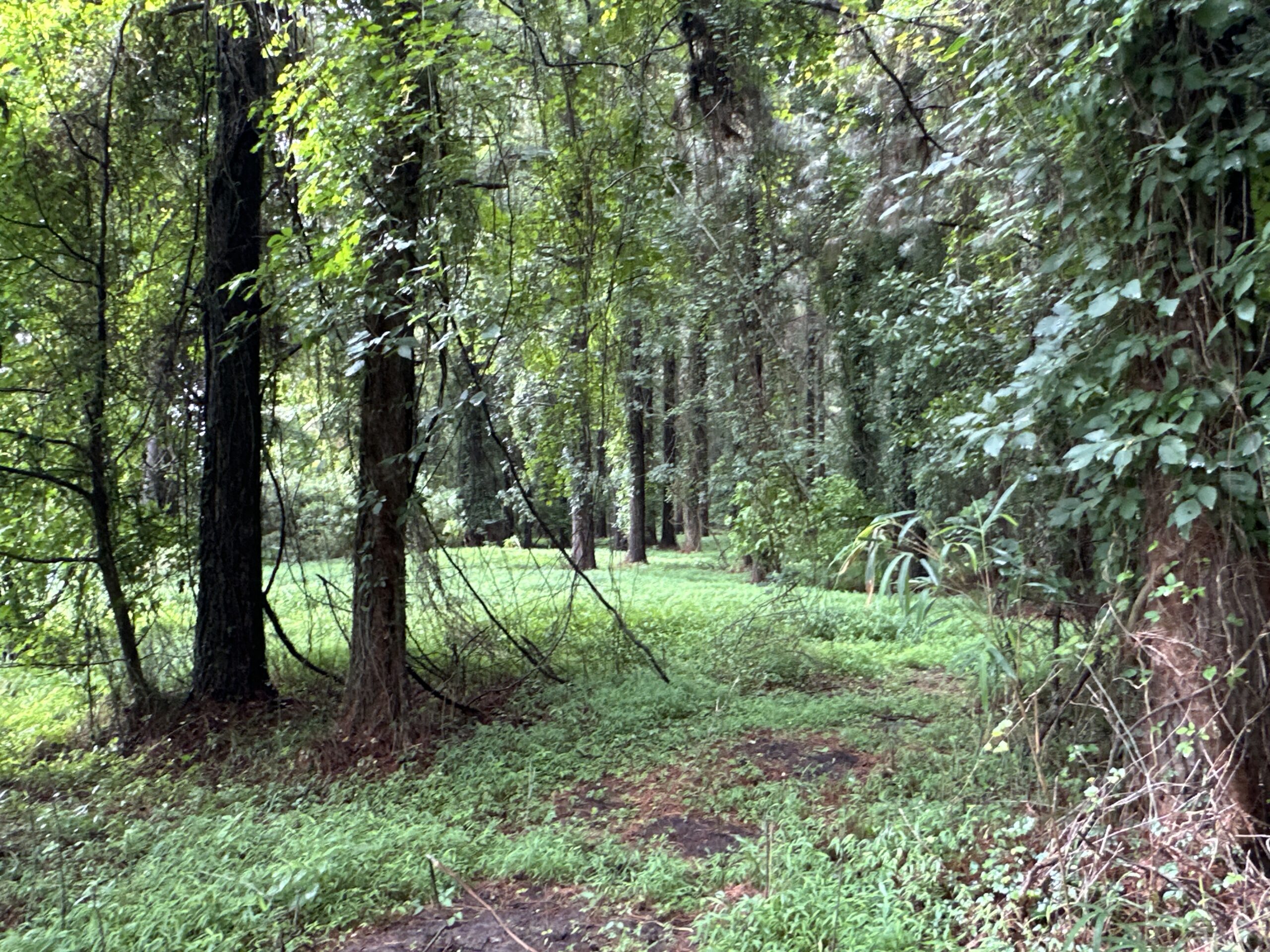 25 AC Timber & Hunting Tract Near Bath, NC – Secluded Gem