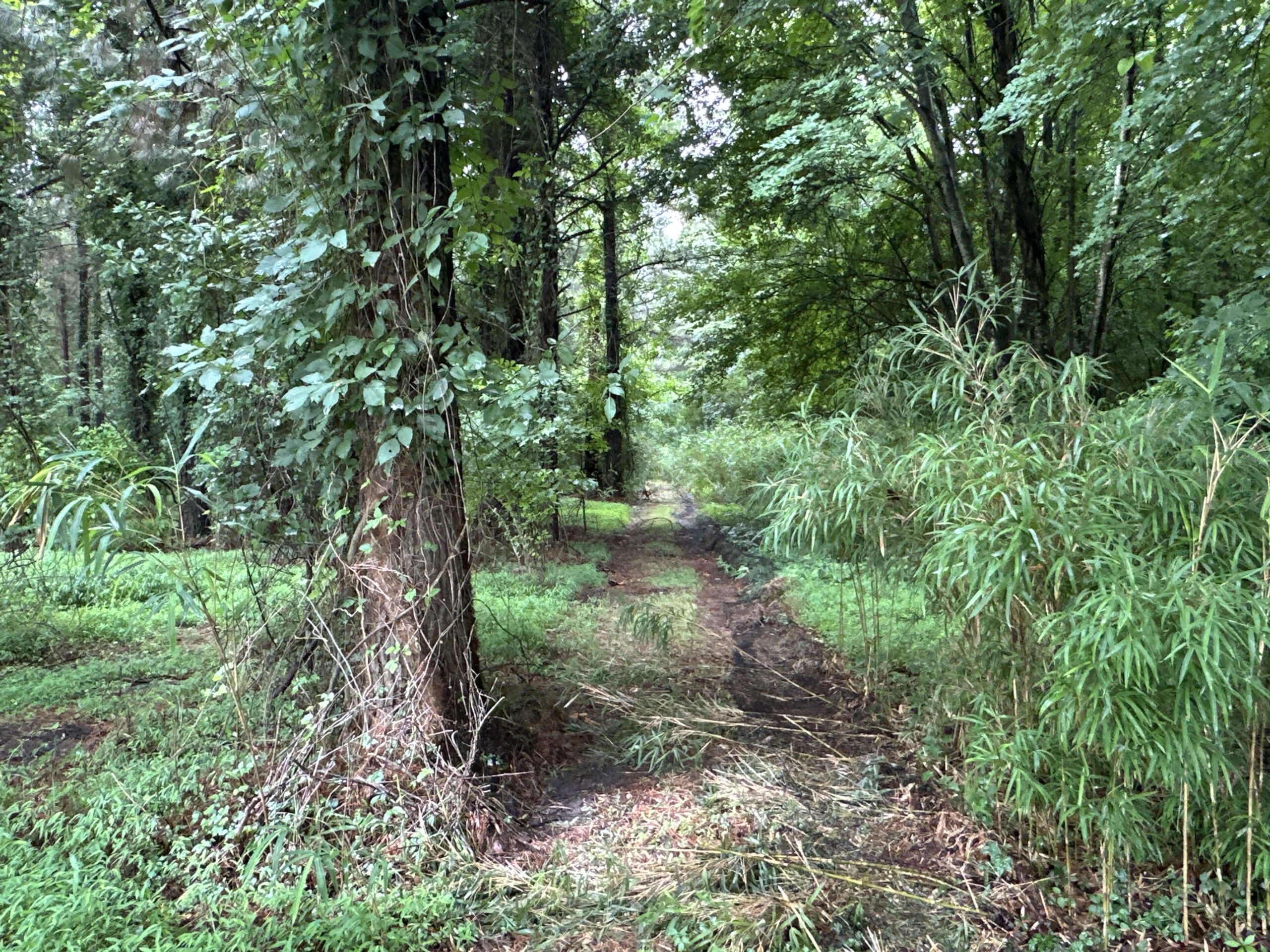 25 AC Timber & Hunting Tract Near Bath, NC – Secluded Gem