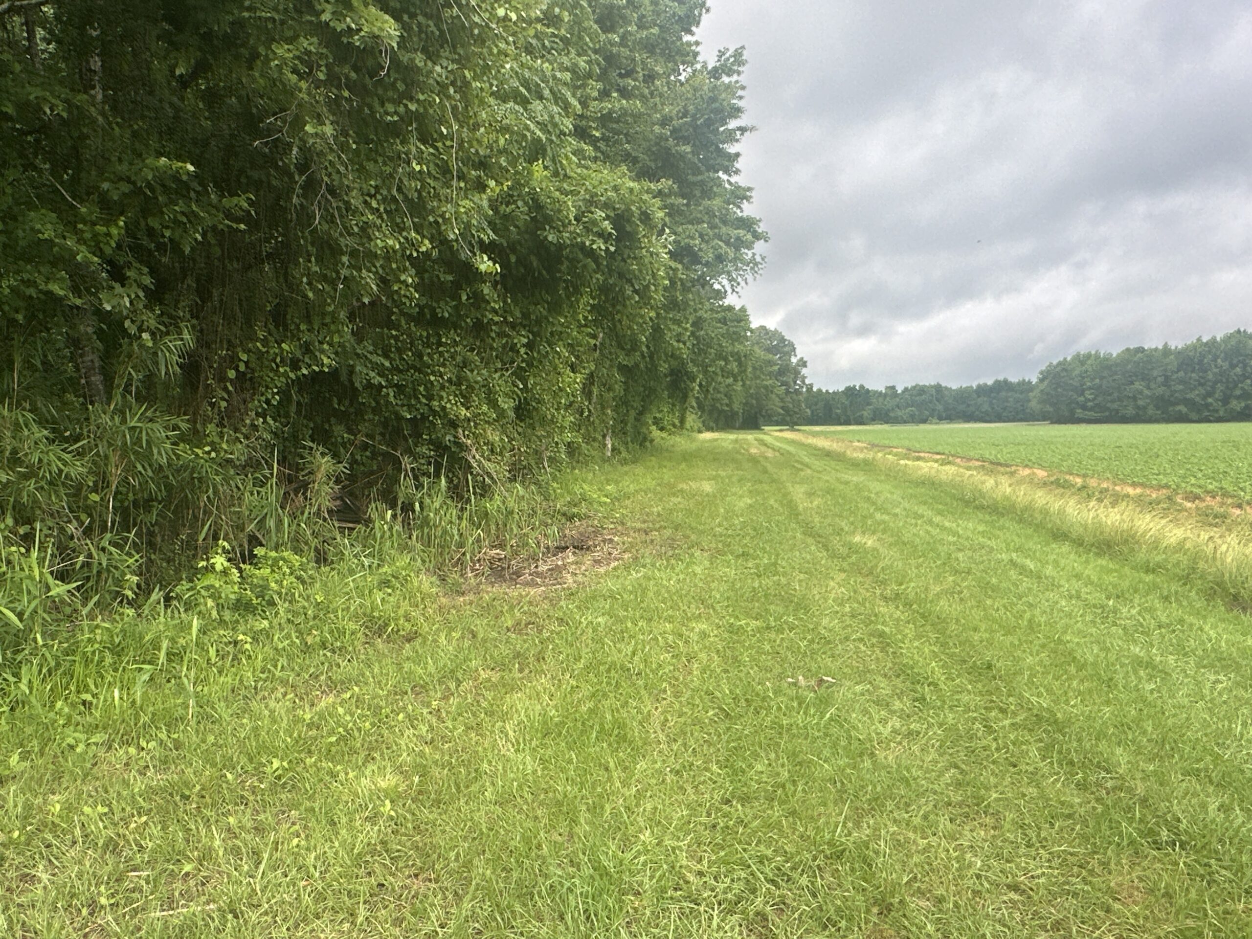 25 AC Timber & Hunting Tract Near Bath, NC – Secluded Gem