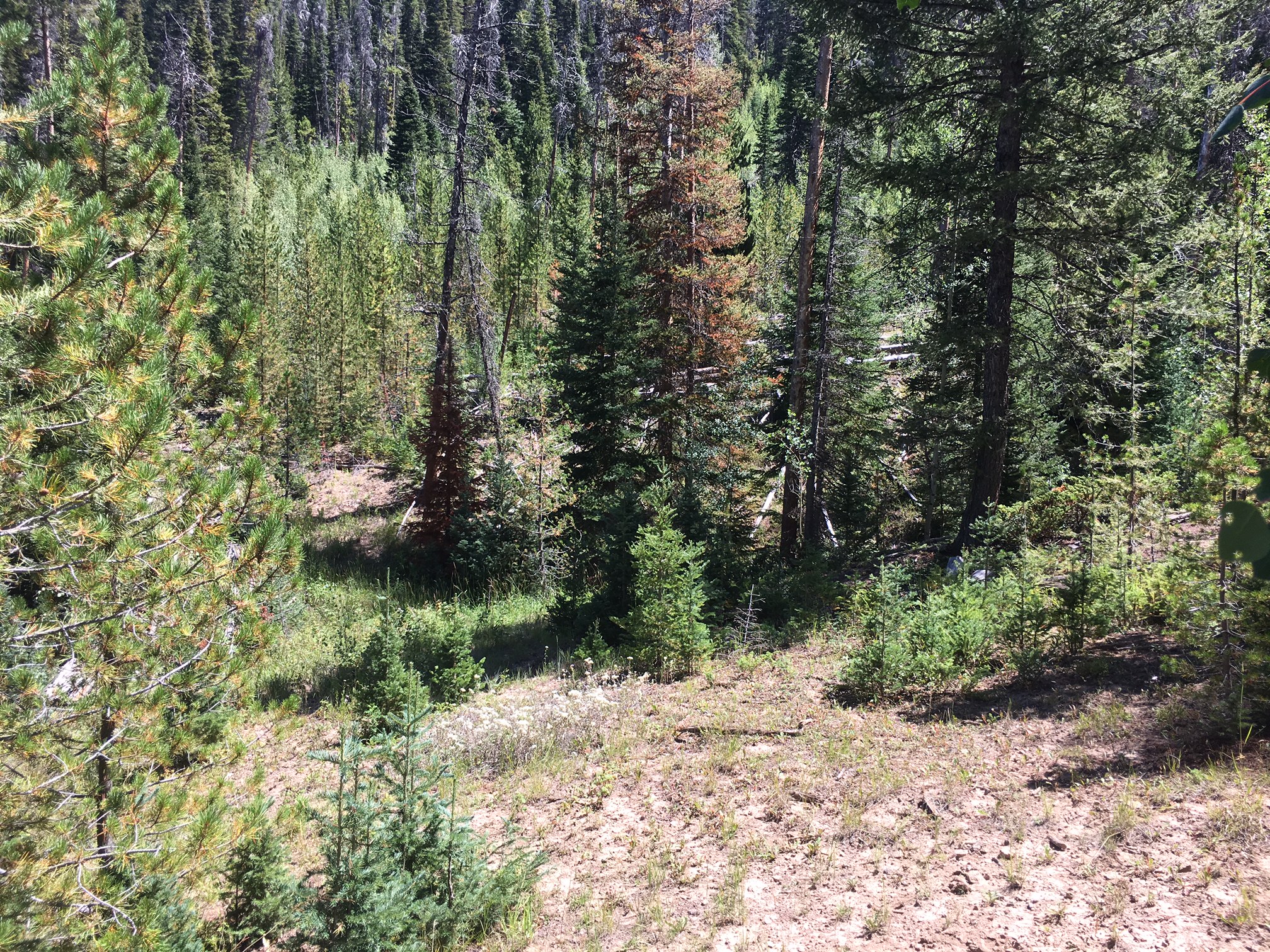North Colorado Outfitting Business for sale (NO DEEDED PROPERTY)