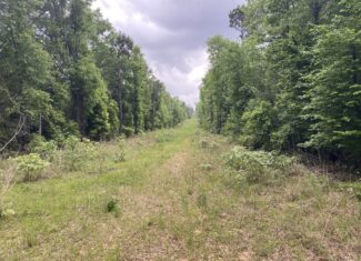 182+ Acres of Whitetail Paradise in Jefferson, TX