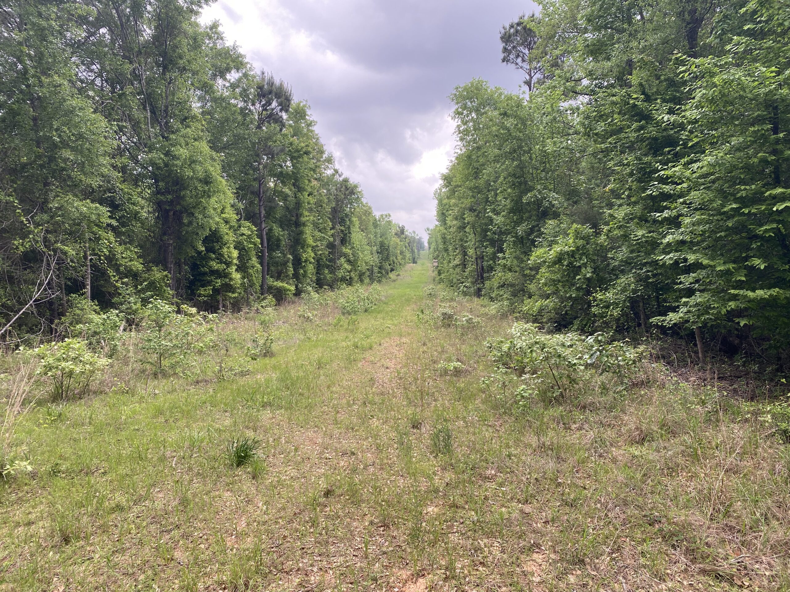 182+ Acres of Whitetail Paradise in Jefferson, TX