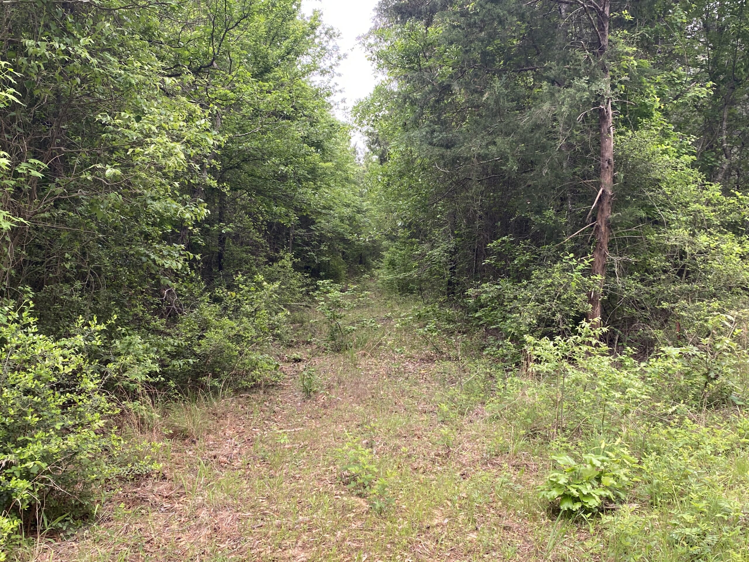 182+ Acres of Whitetail Paradise in Jefferson, TX