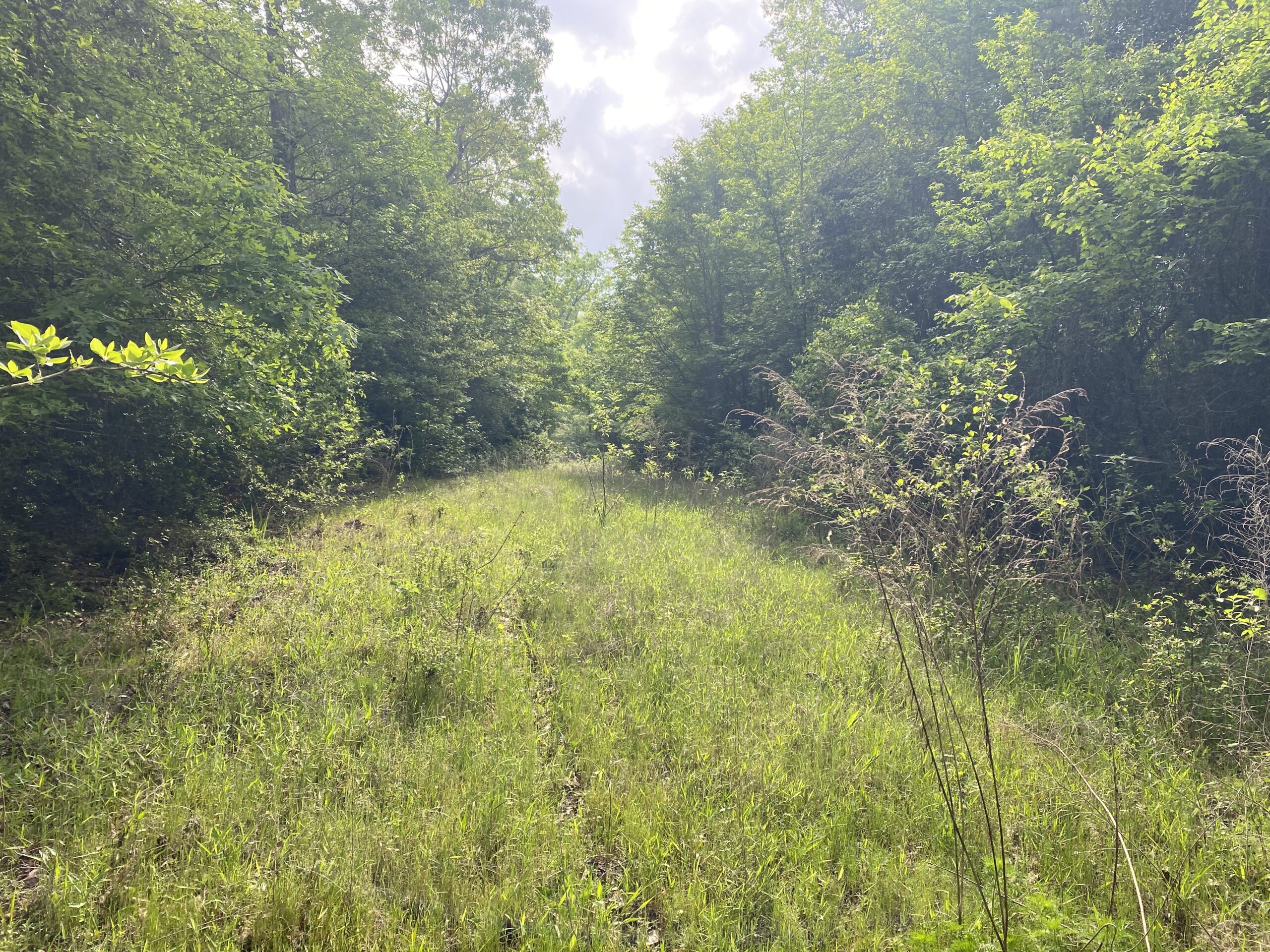 182+ Acres of Whitetail Paradise in Jefferson, TX