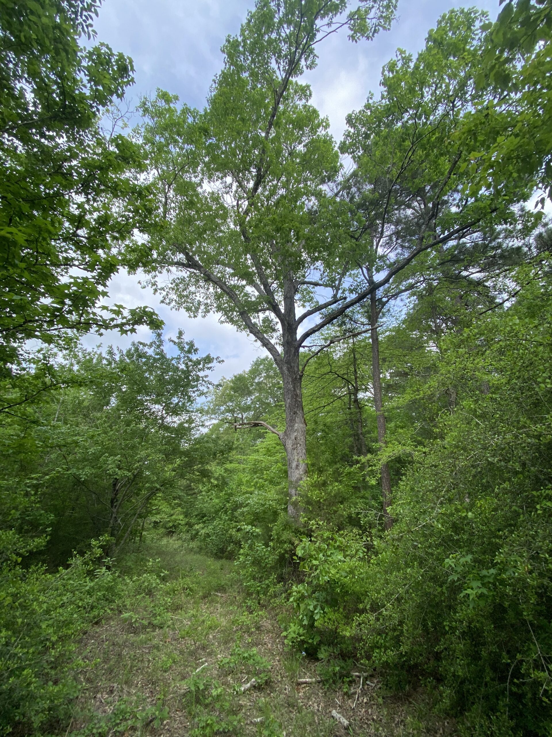 182+ Acres of Whitetail Paradise in Jefferson, TX