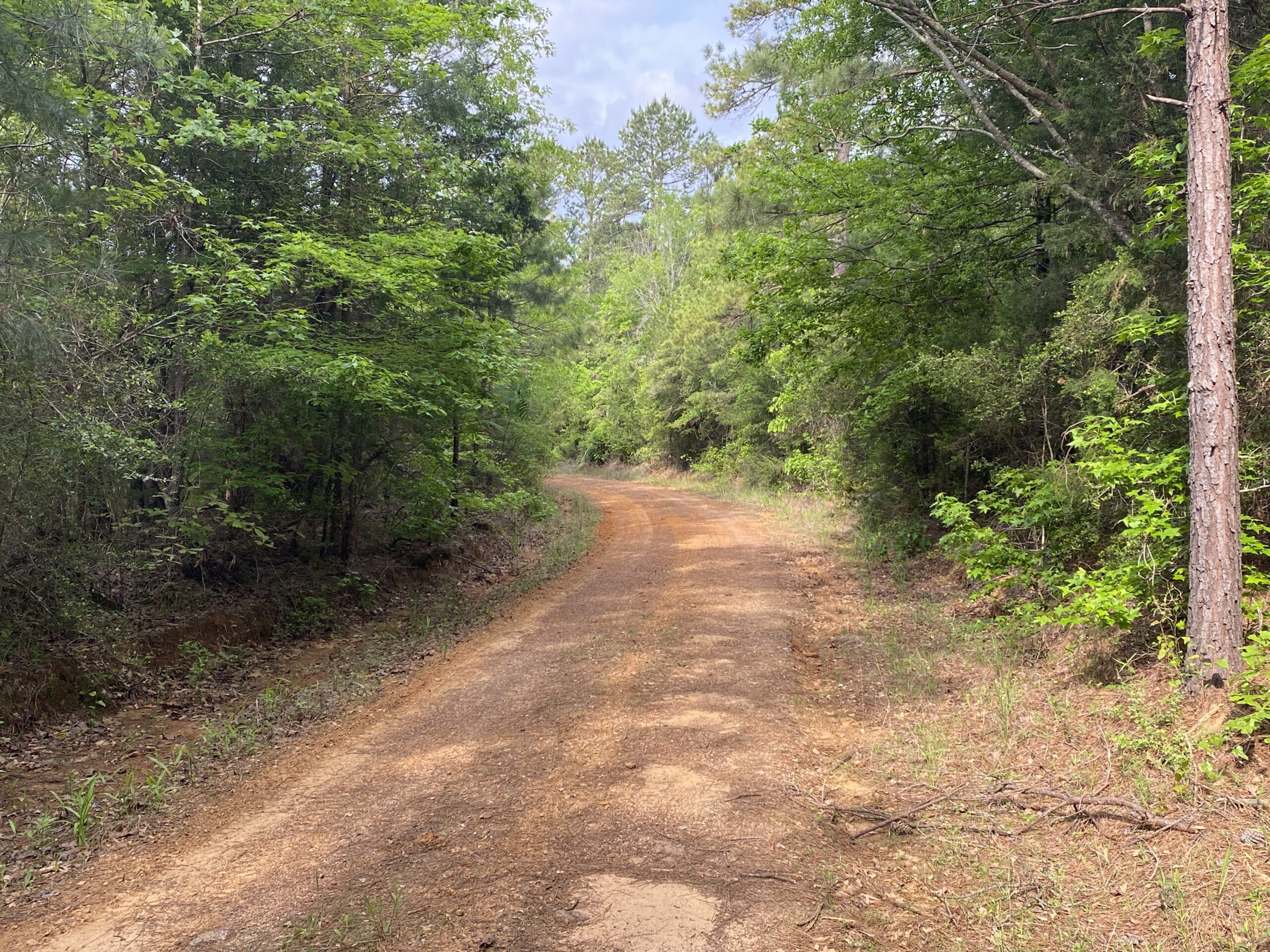 182+ Acres of Whitetail Paradise in Jefferson, TX