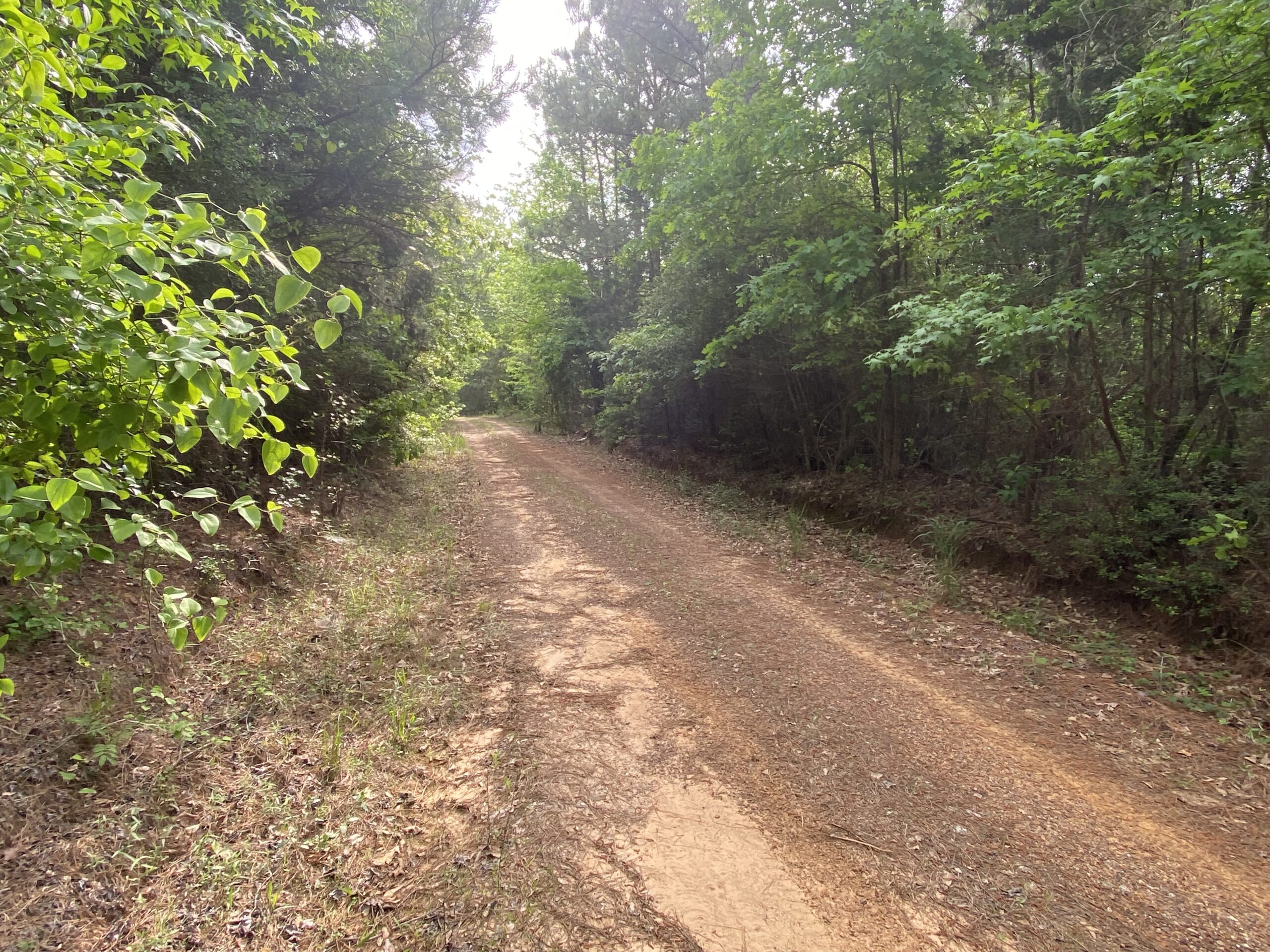 182+ Acres of Whitetail Paradise in Jefferson, TX