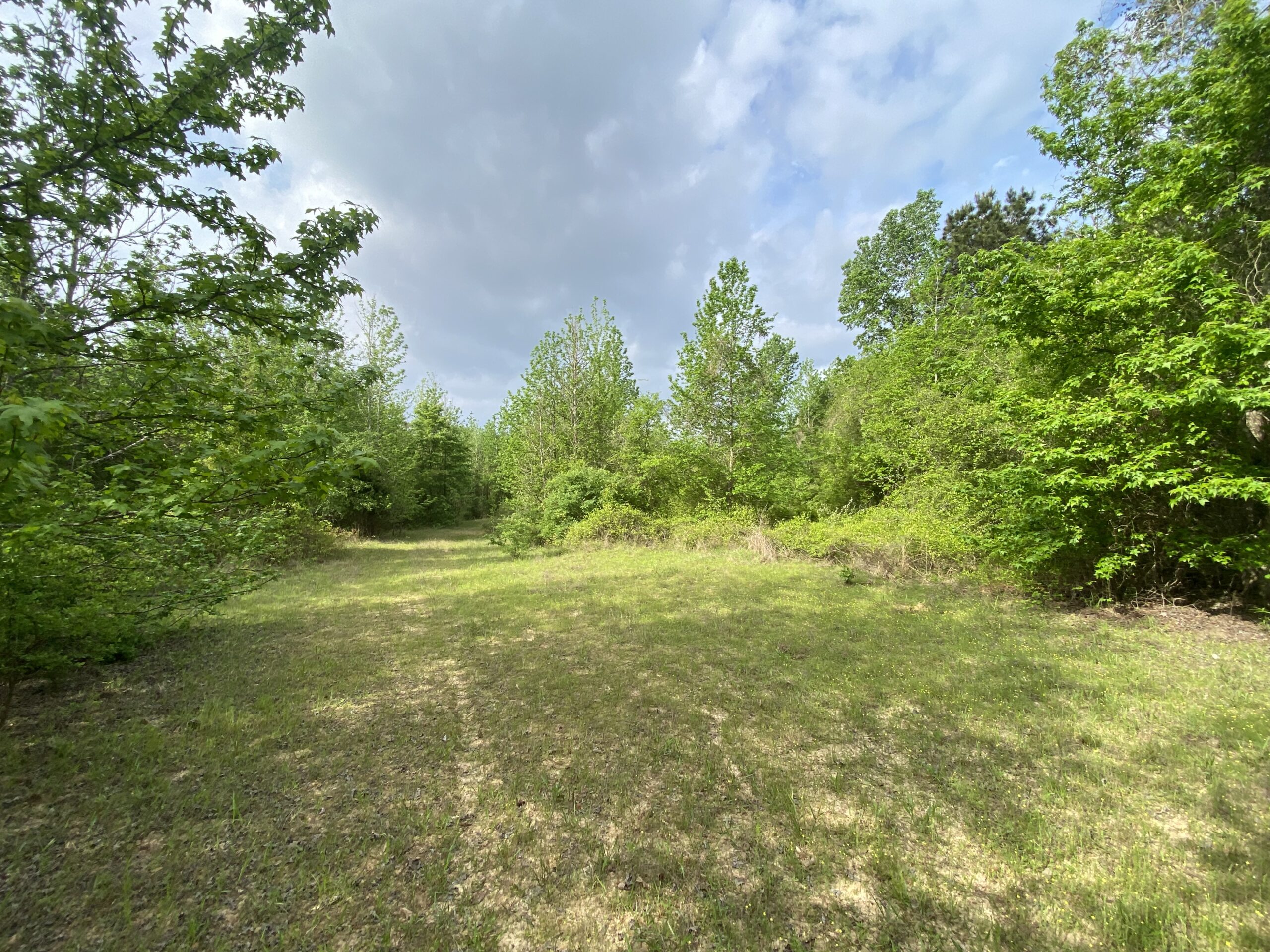 182+ Acres of Whitetail Paradise in Jefferson, TX