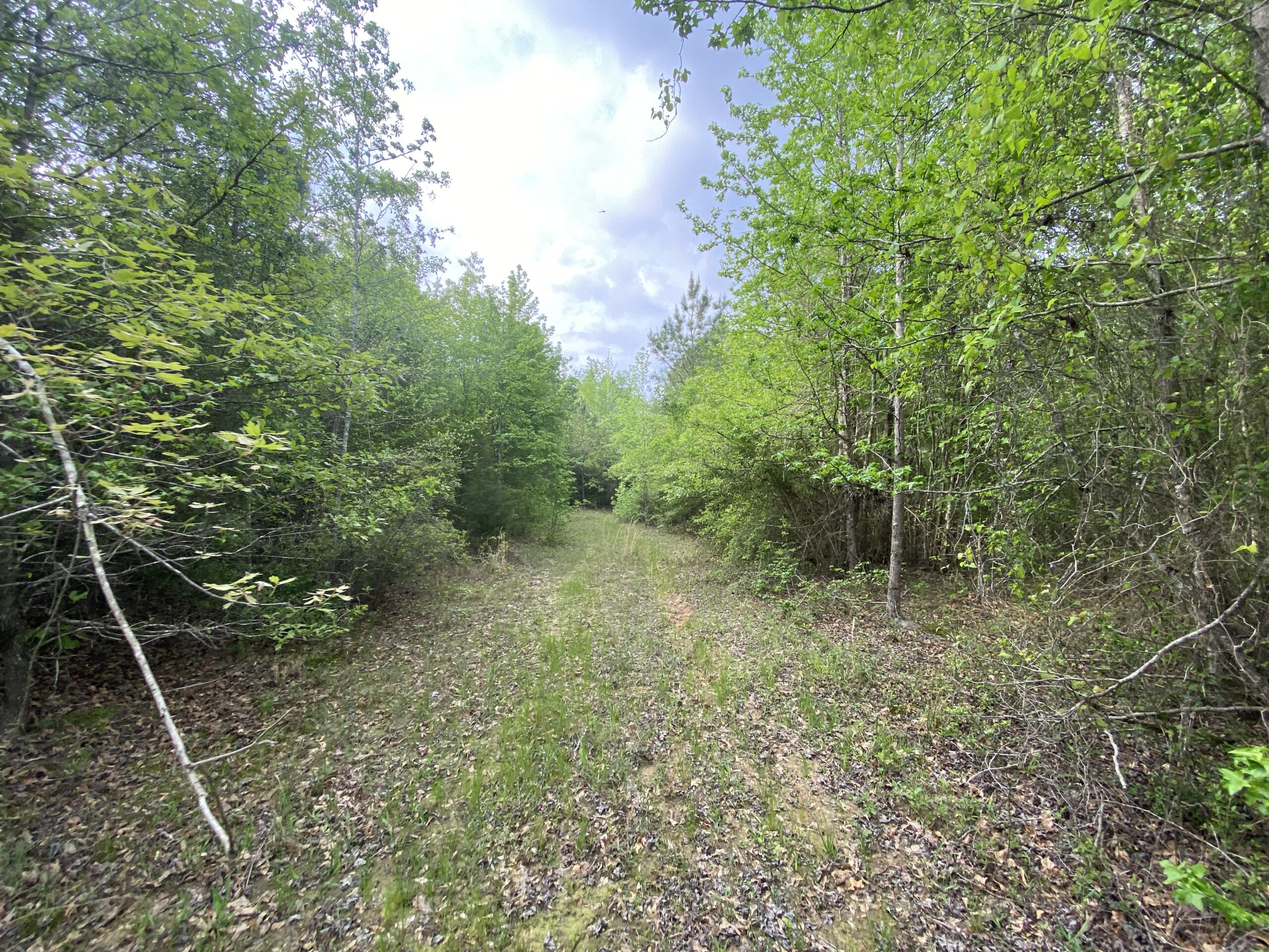 182+ Acres of Whitetail Paradise in Jefferson, TX