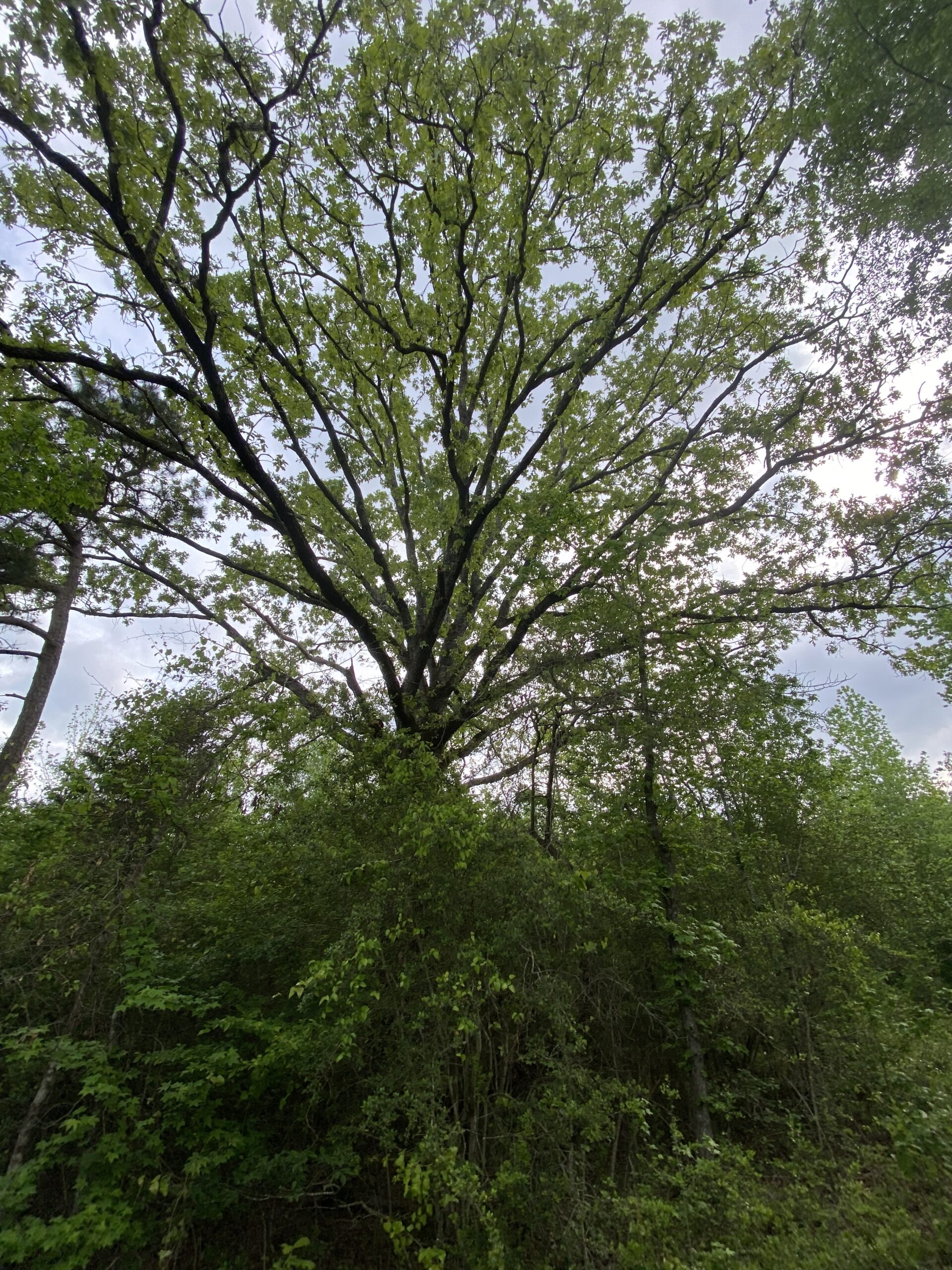 182+ Acres of Whitetail Paradise in Jefferson, TX