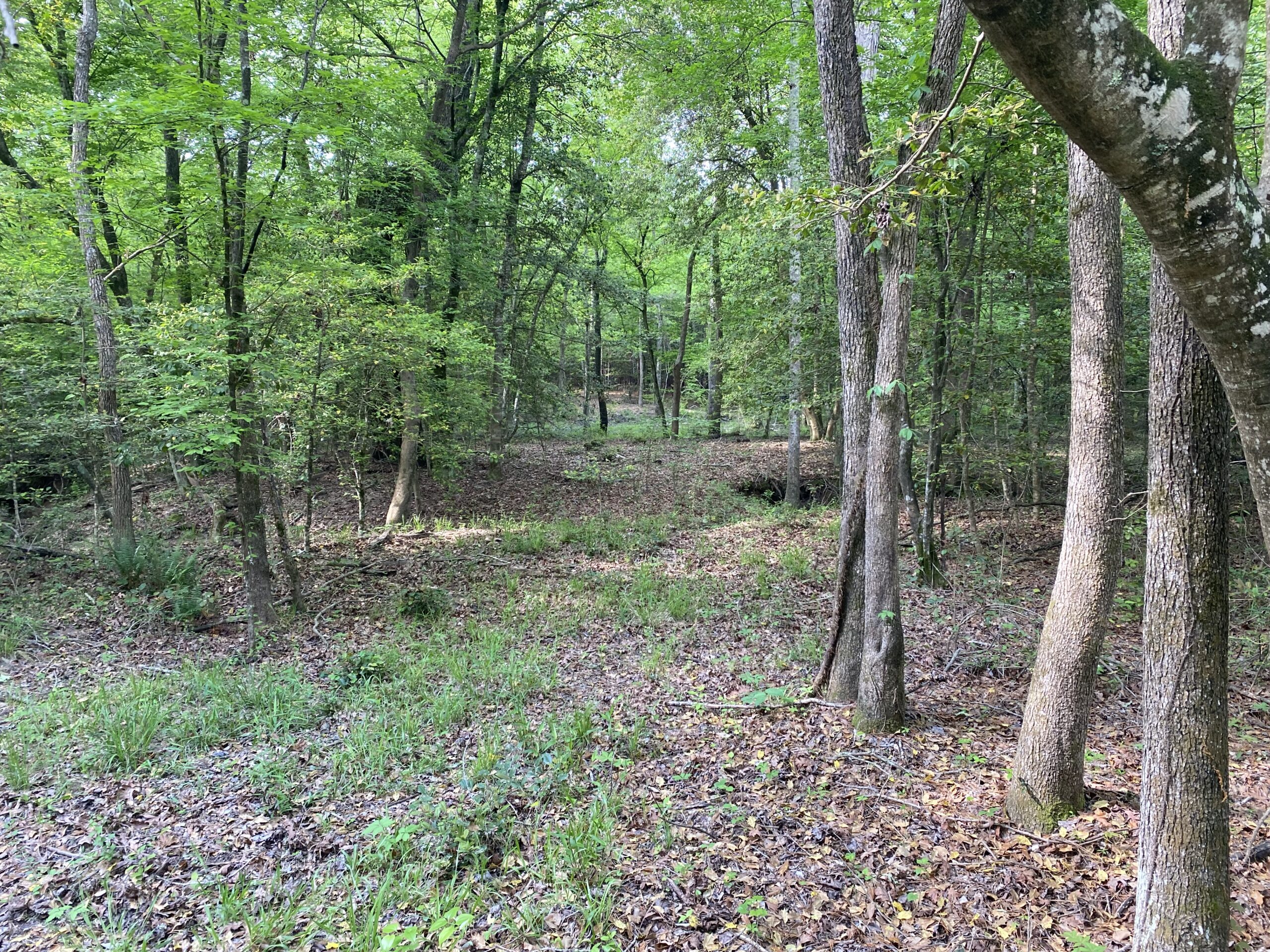 182+ Acres of Whitetail Paradise in Jefferson, TX