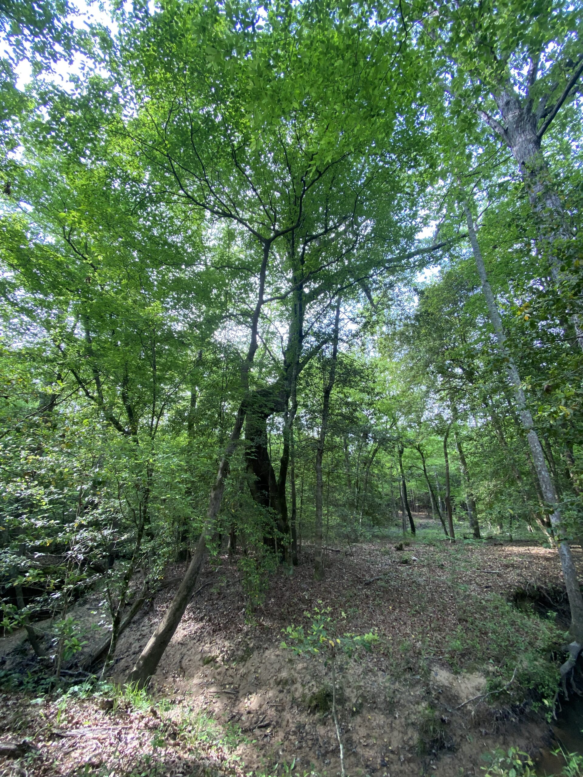 182+ Acres of Whitetail Paradise in Jefferson, TX