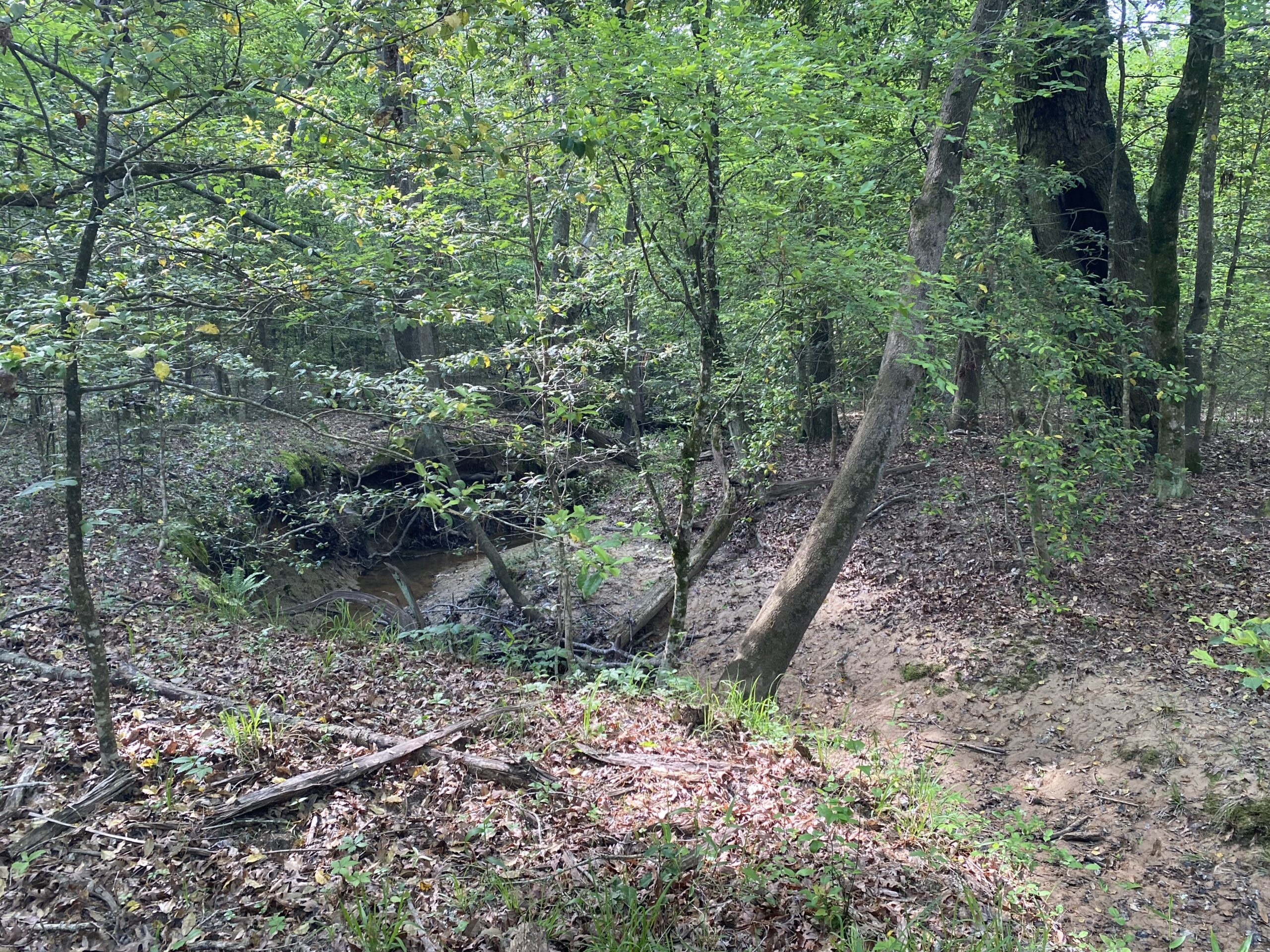 182+ Acres of Whitetail Paradise in Jefferson, TX