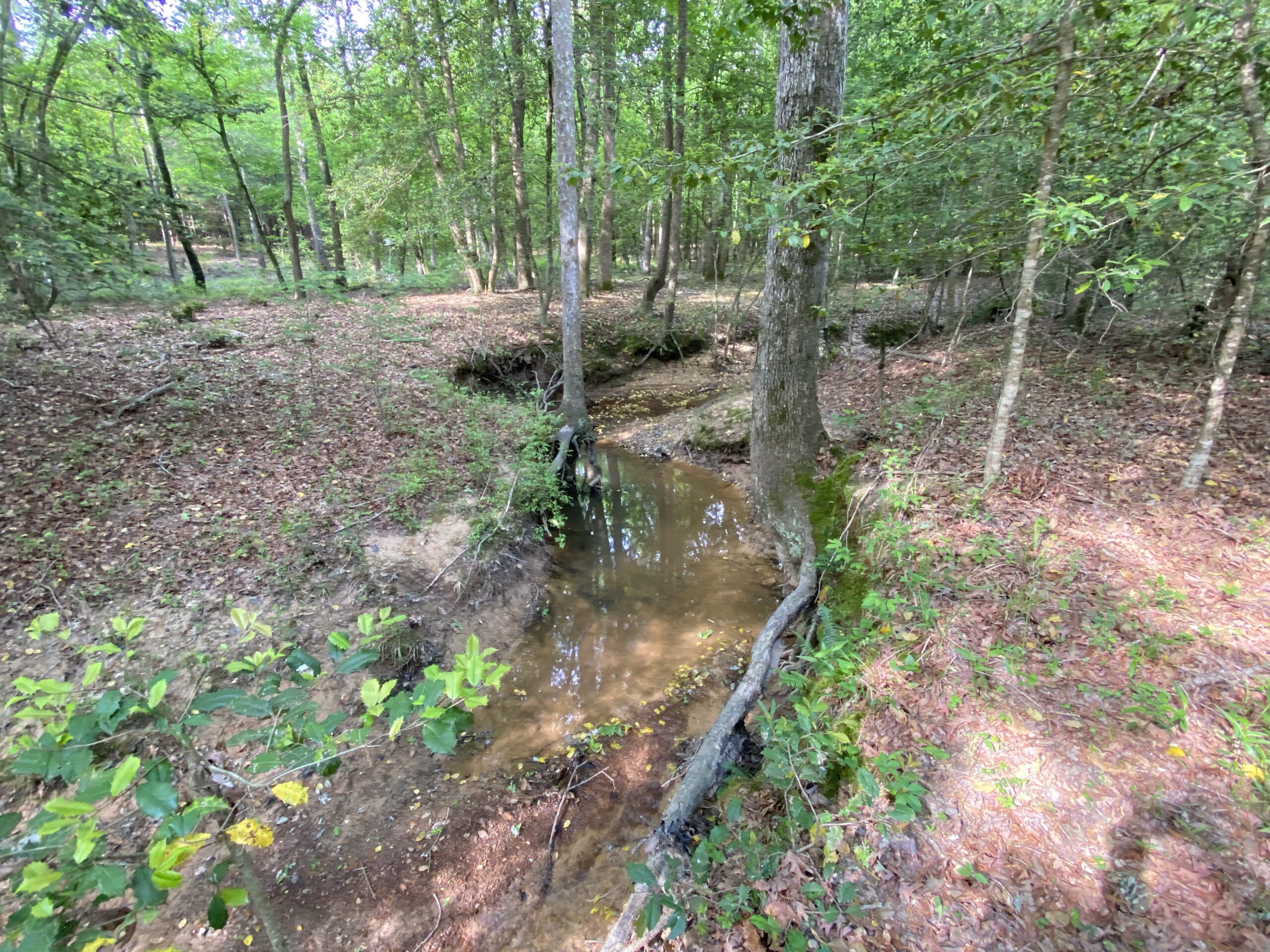 182+ Acres of Whitetail Paradise in Jefferson, TX