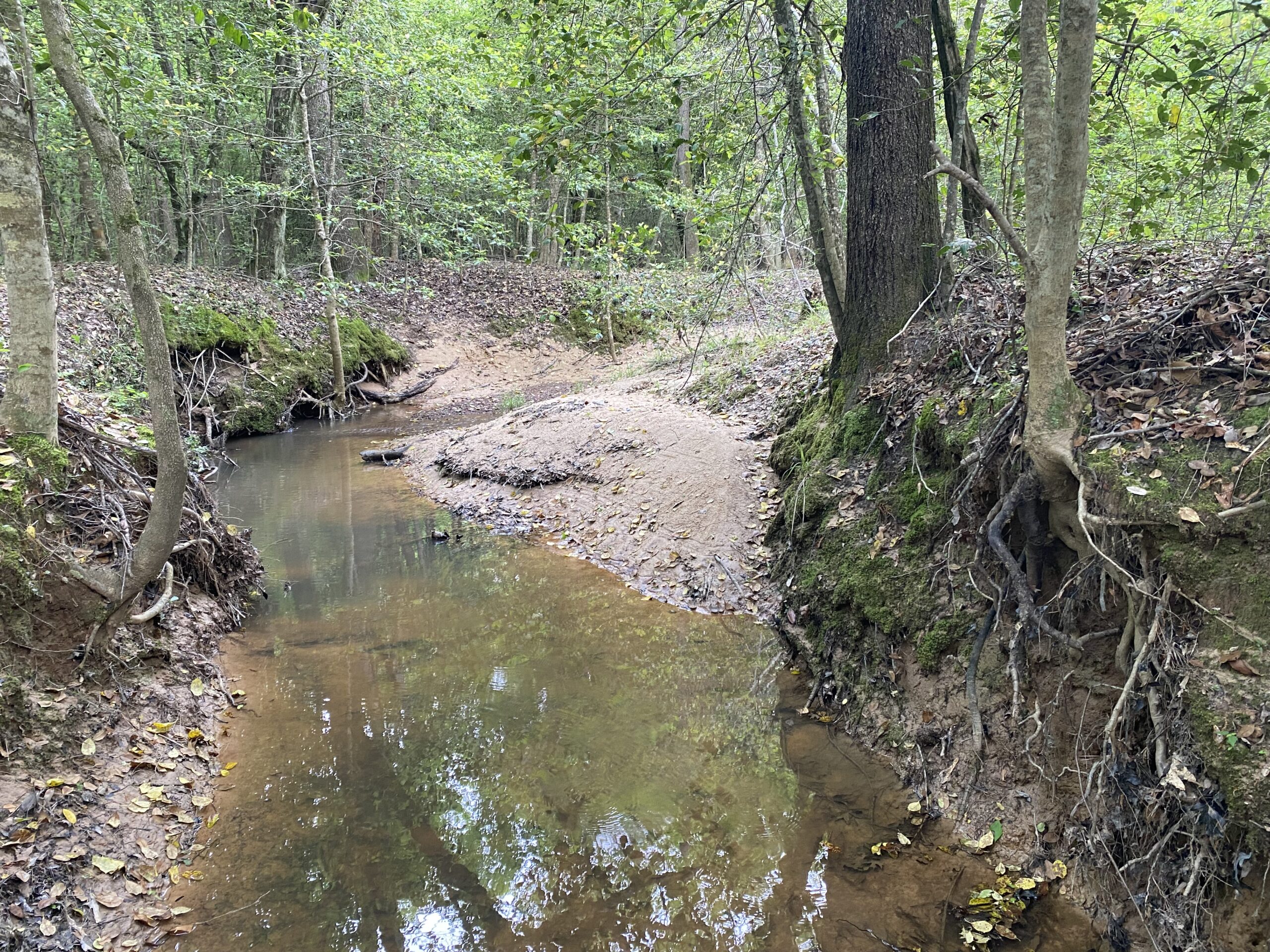 182+ Acres of Whitetail Paradise in Jefferson, TX