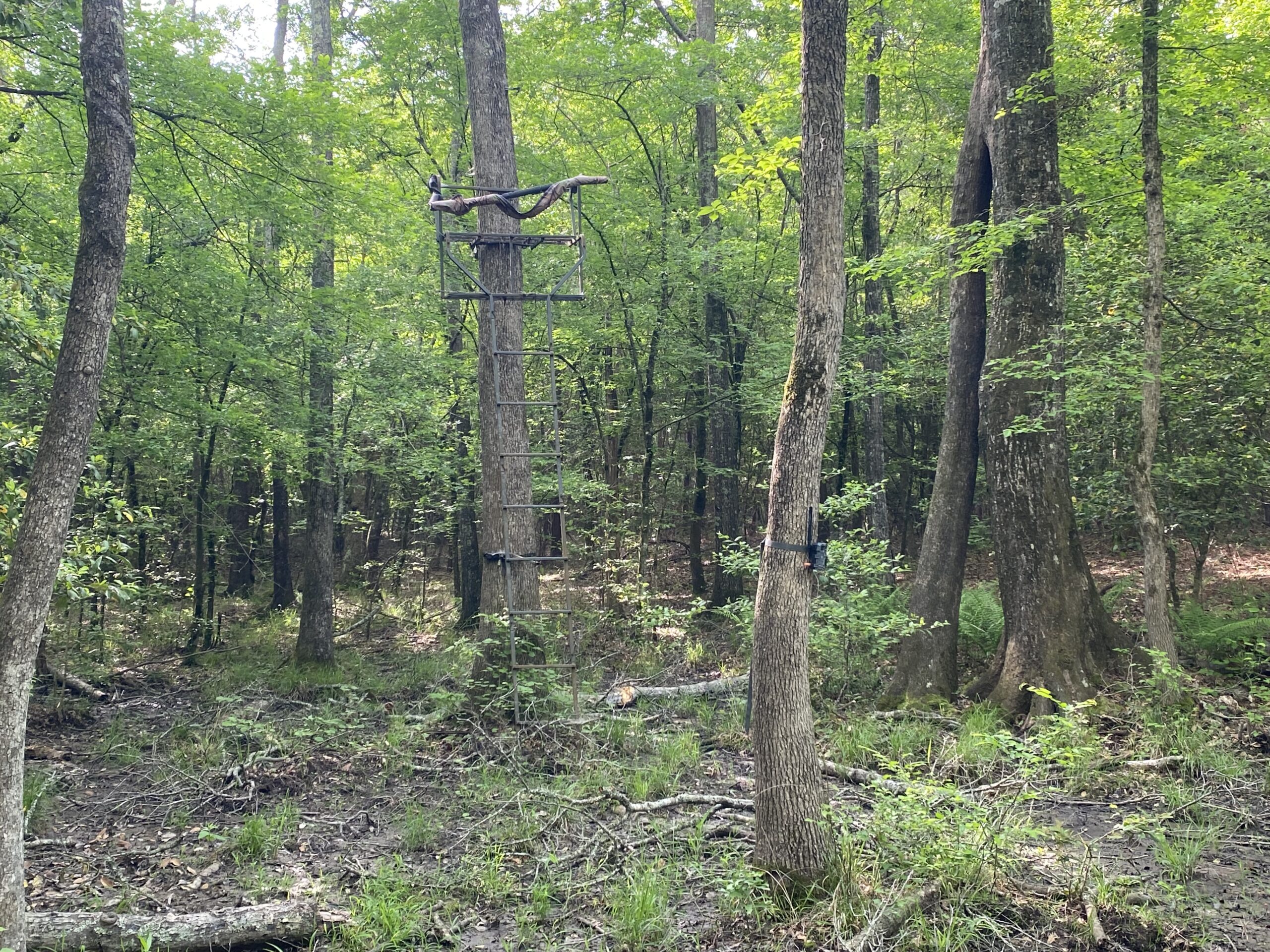 182+ Acres of Whitetail Paradise in Jefferson, TX
