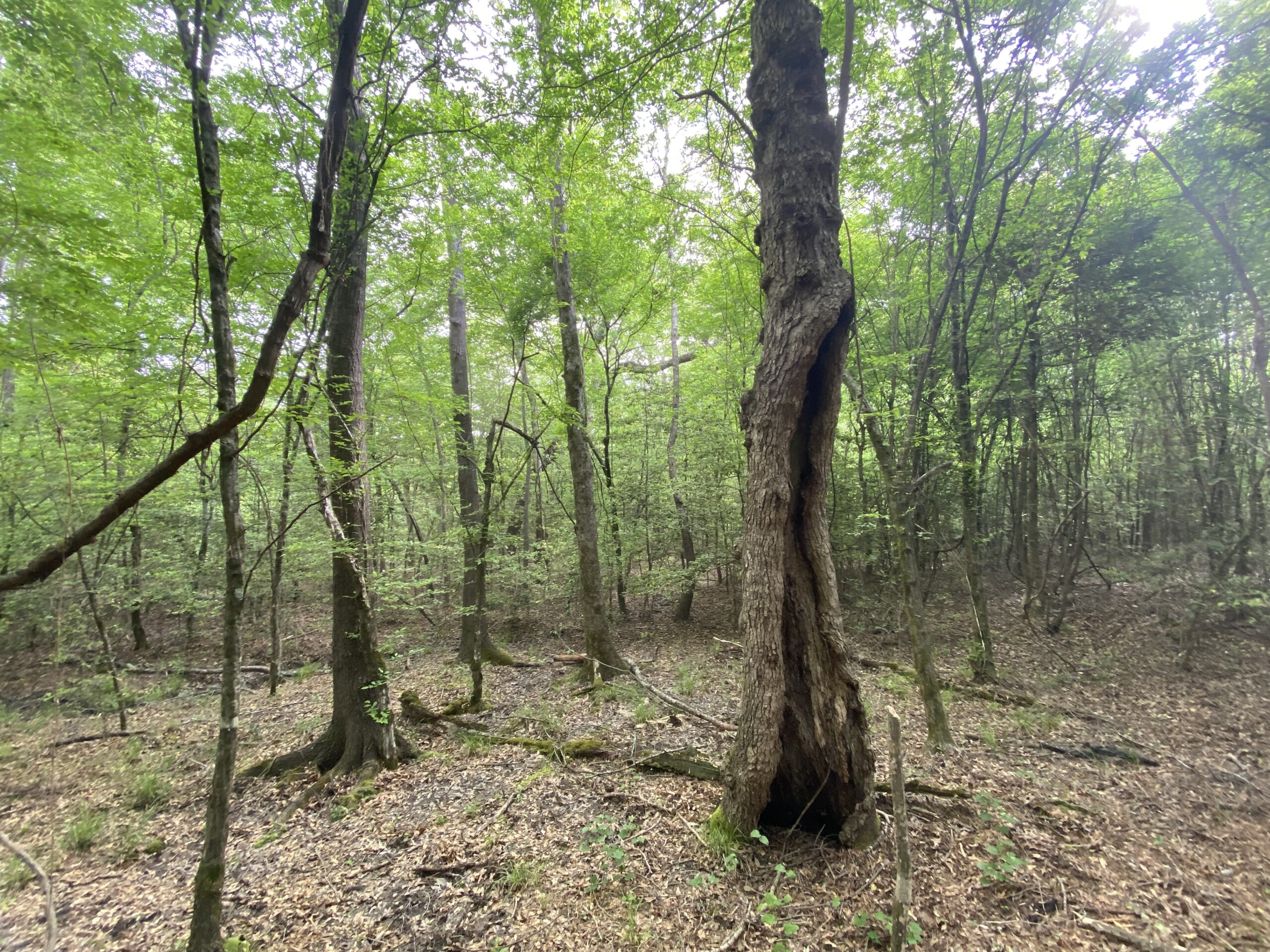 182+ Acres of Whitetail Paradise in Jefferson, TX