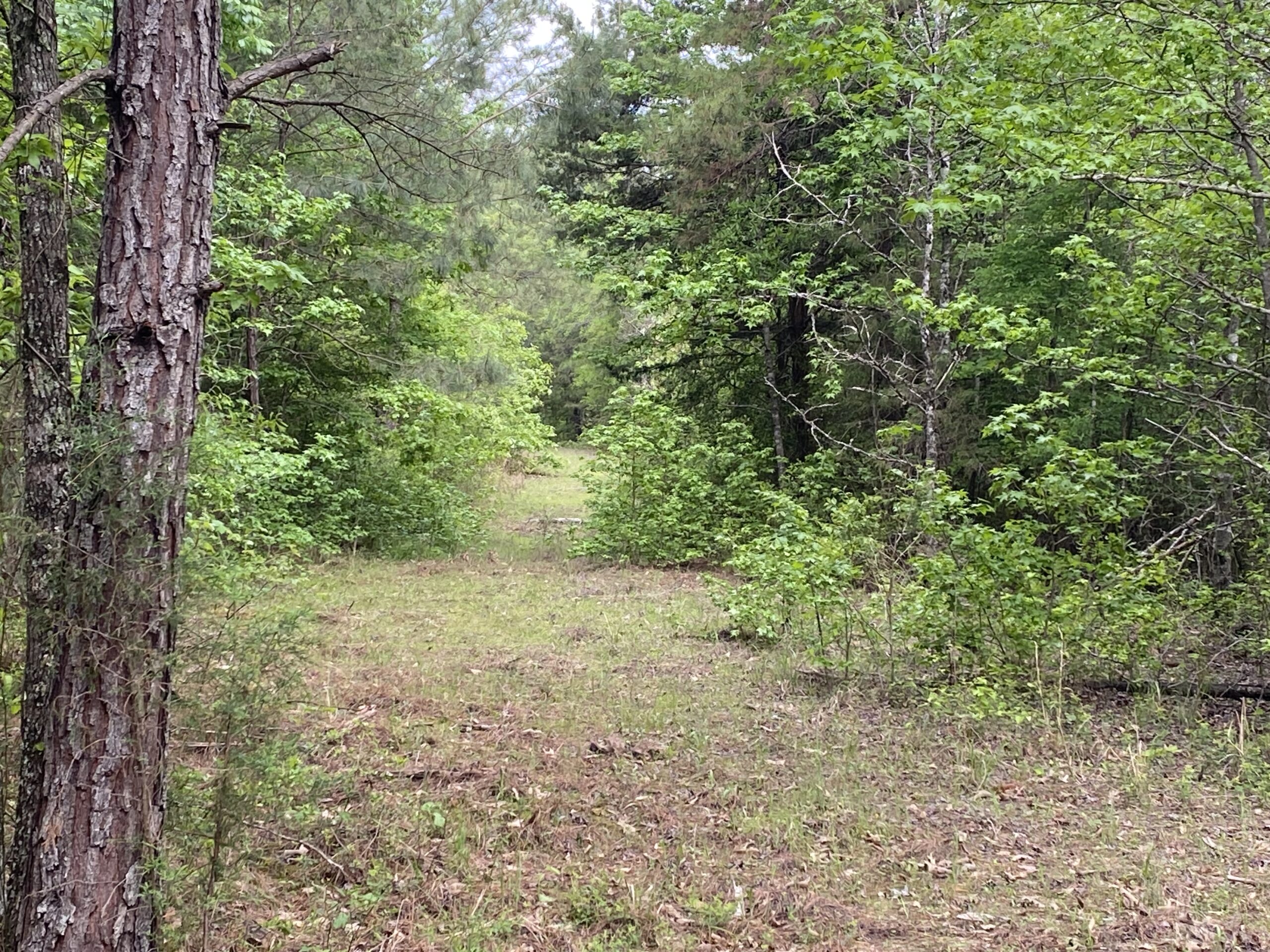 182+ Acres of Whitetail Paradise in Jefferson, TX