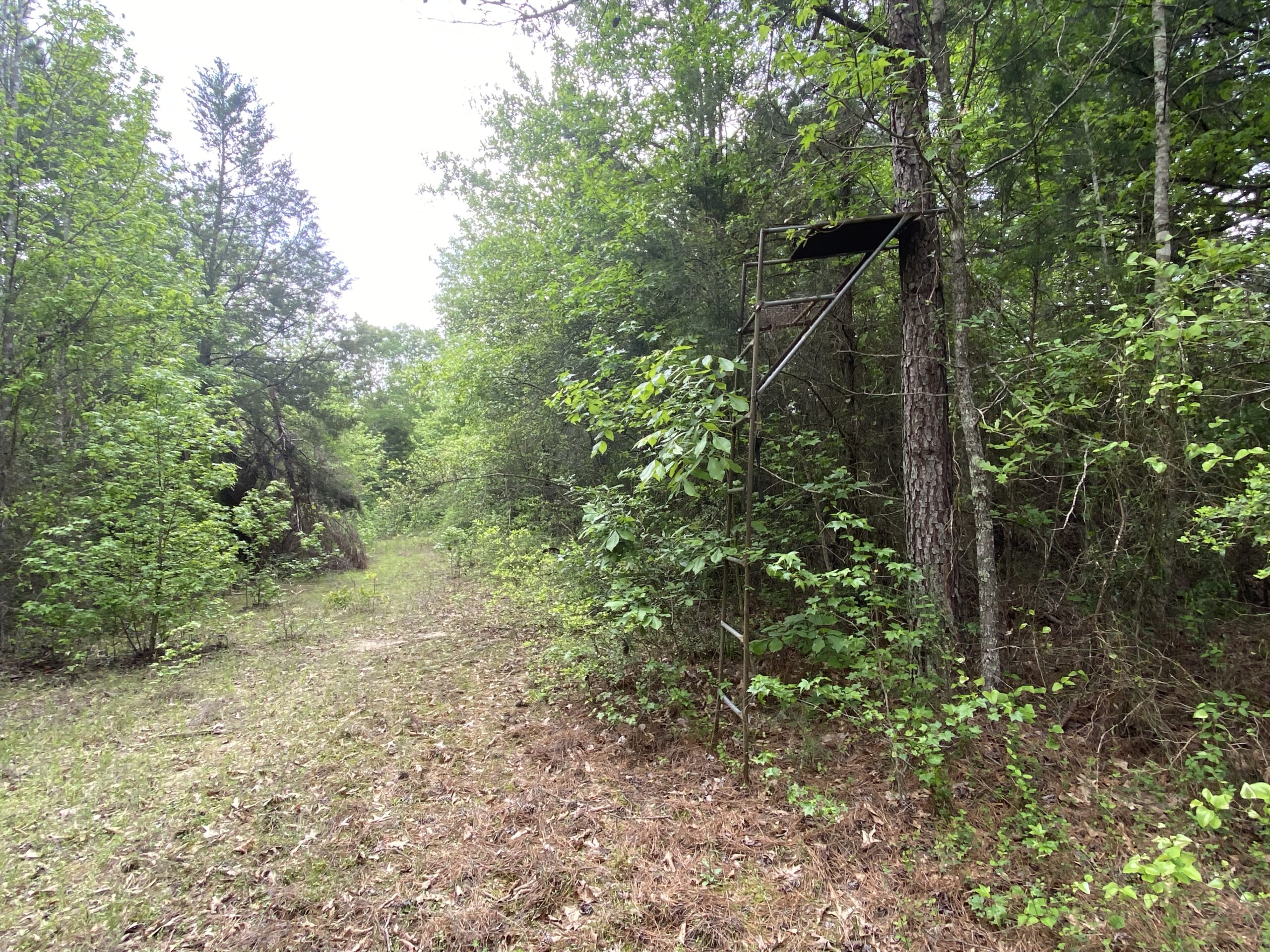 182+ Acres of Whitetail Paradise in Jefferson, TX
