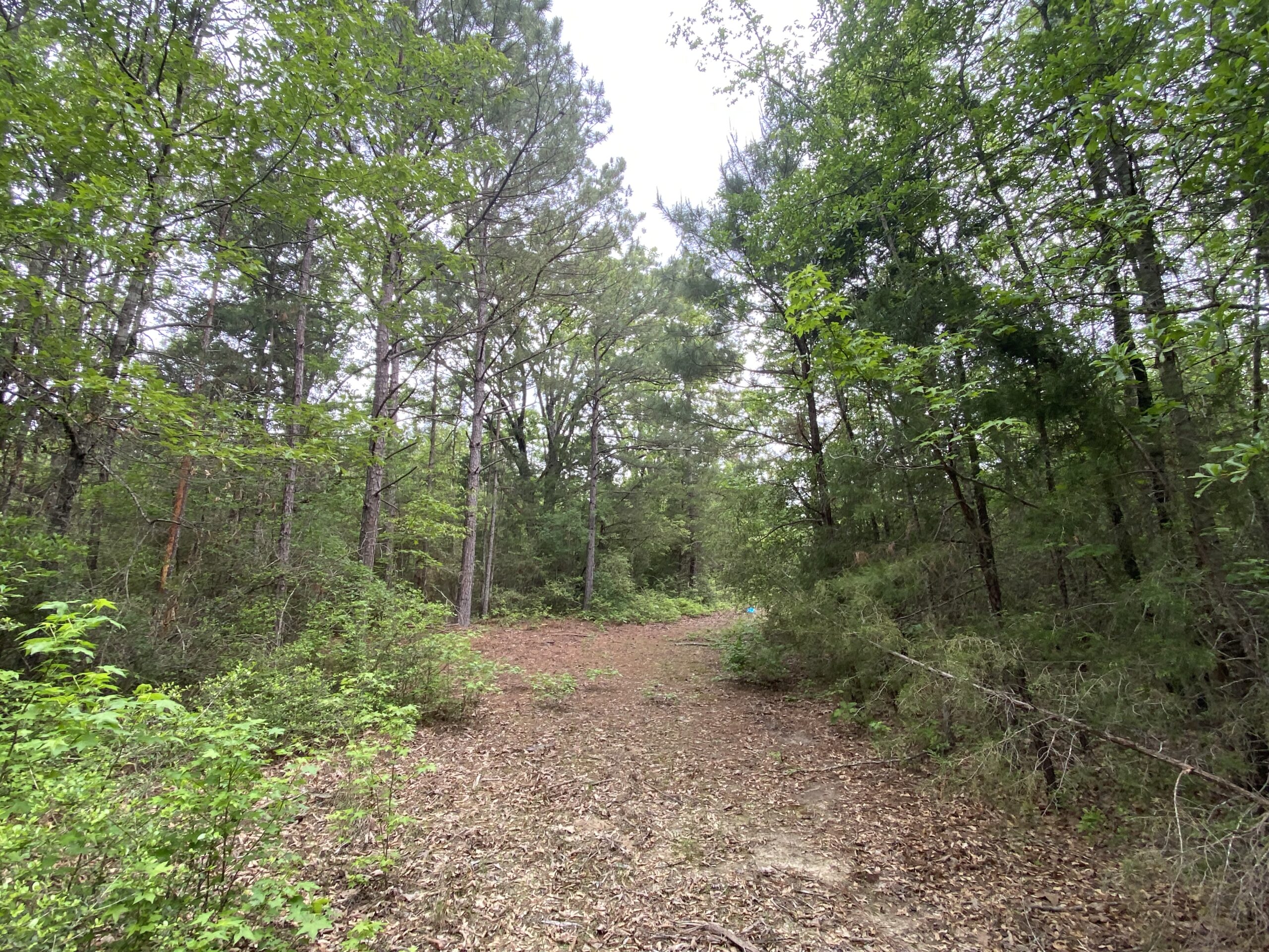 182+ Acres of Whitetail Paradise in Jefferson, TX