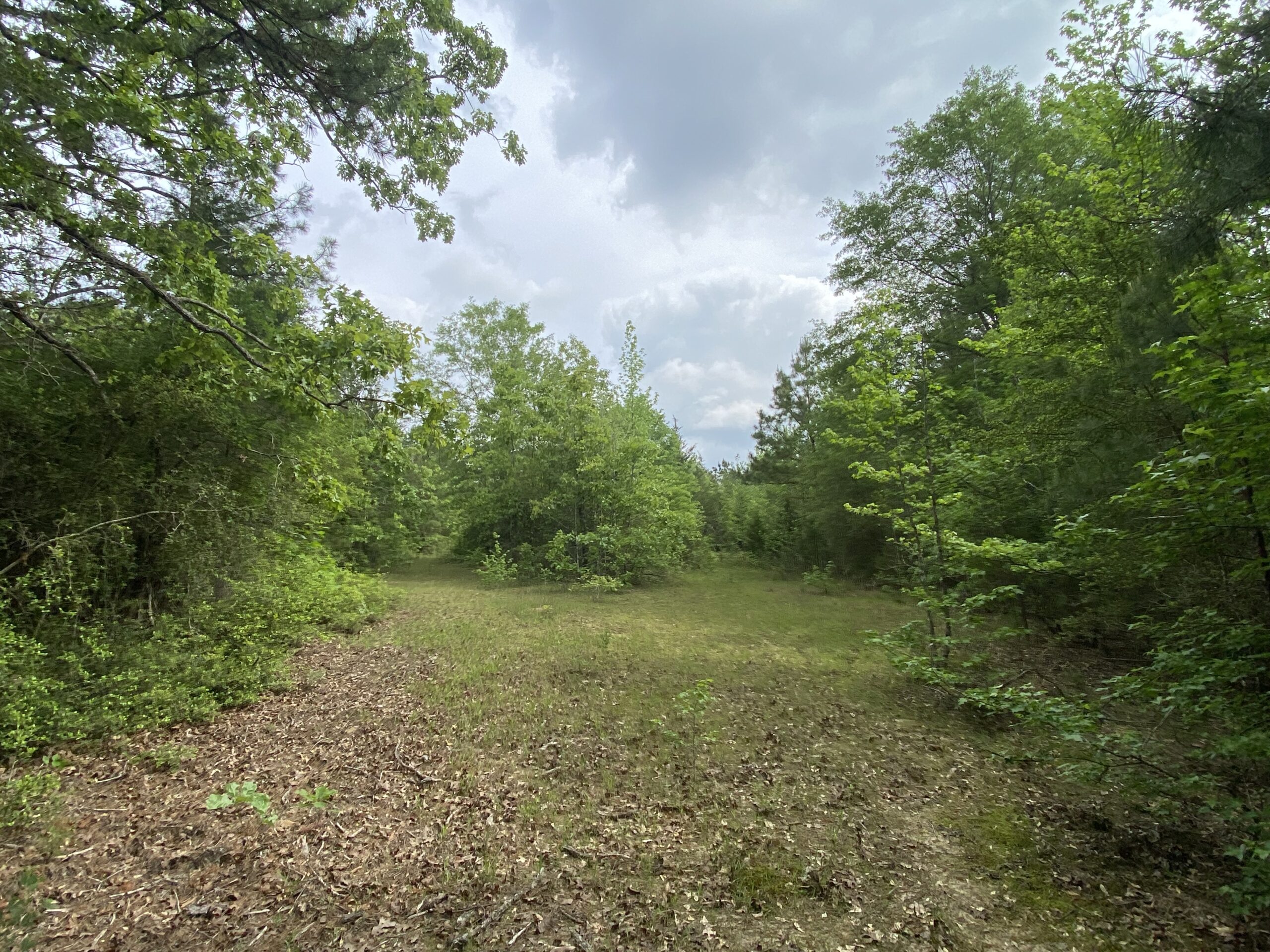 182+ Acres of Whitetail Paradise in Jefferson, TX