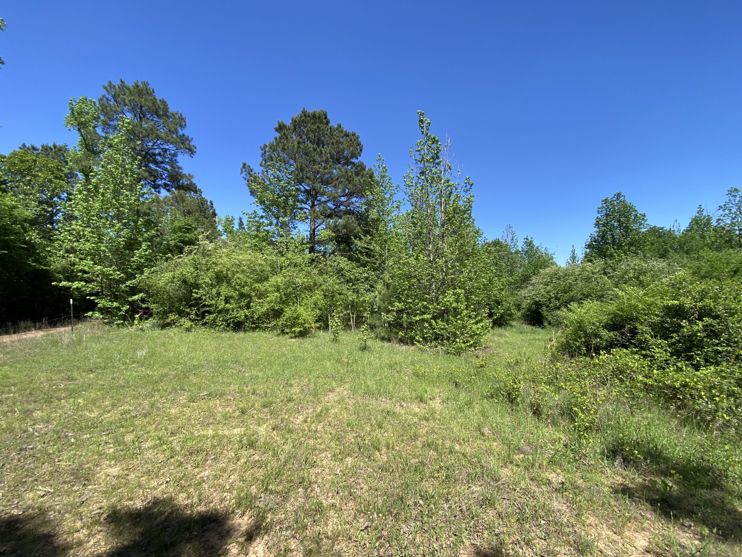 182+ Acres of Whitetail Paradise in Jefferson, TX