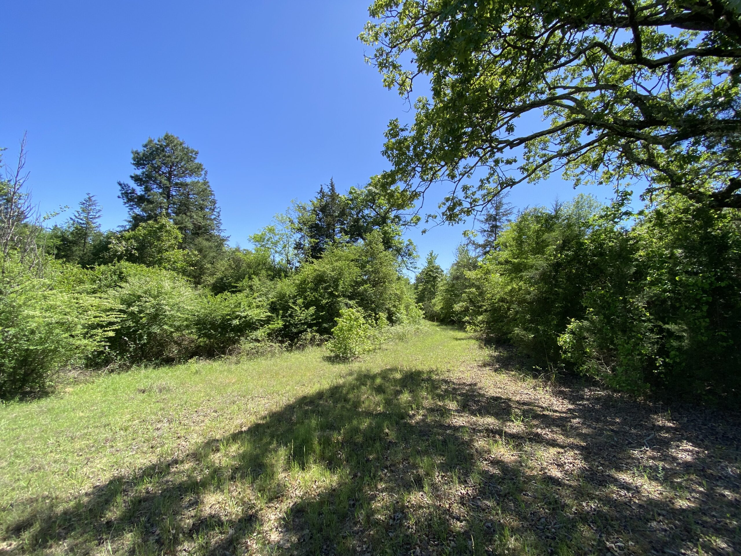 182+ Acres of Whitetail Paradise in Jefferson, TX