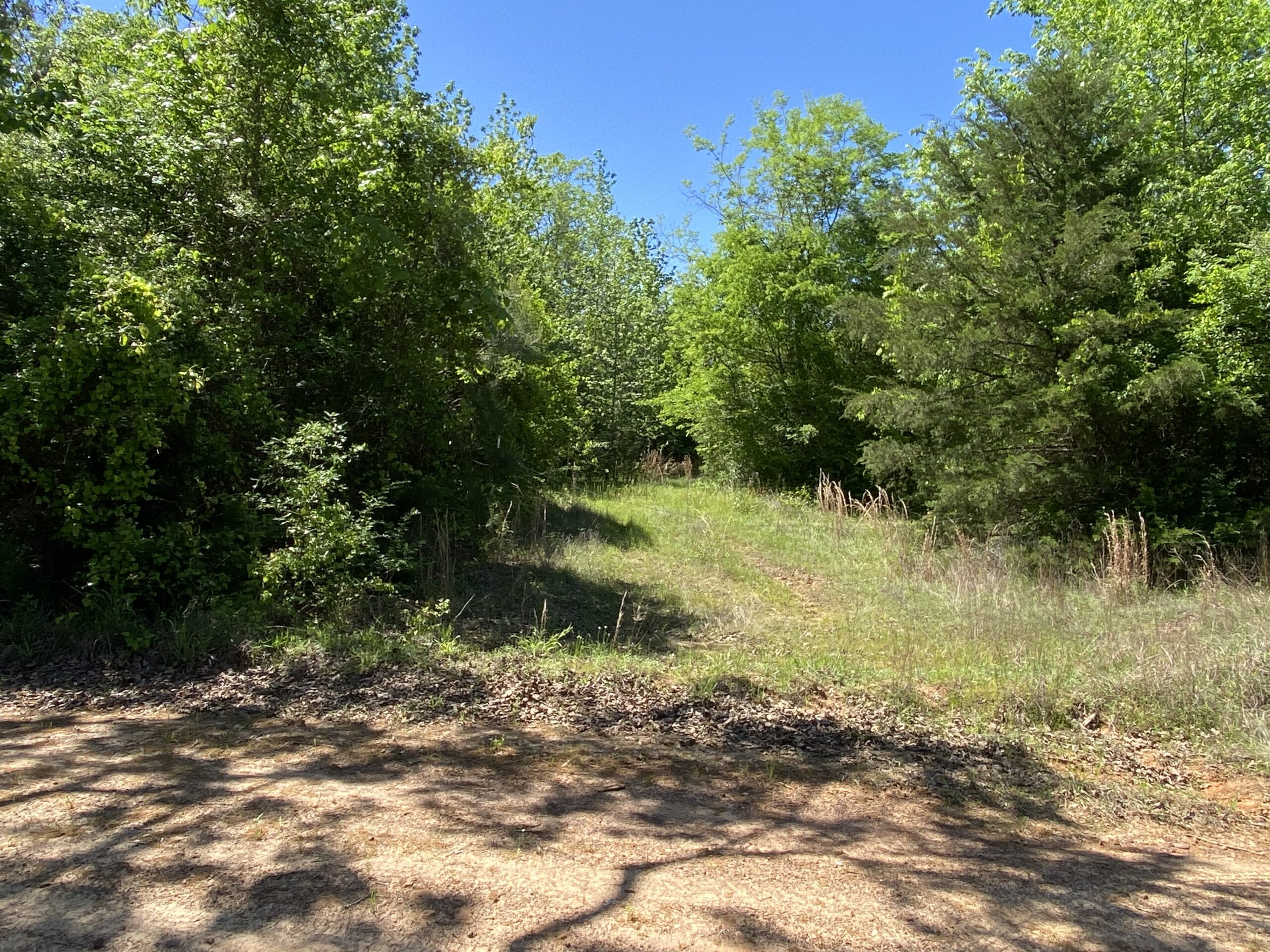 182+ Acres of Whitetail Paradise in Jefferson, TX