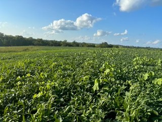 211 +/- Acres, Wayne County, Iowa – High-Income CRP Farm with Big Deer History and 8-Acre Lake