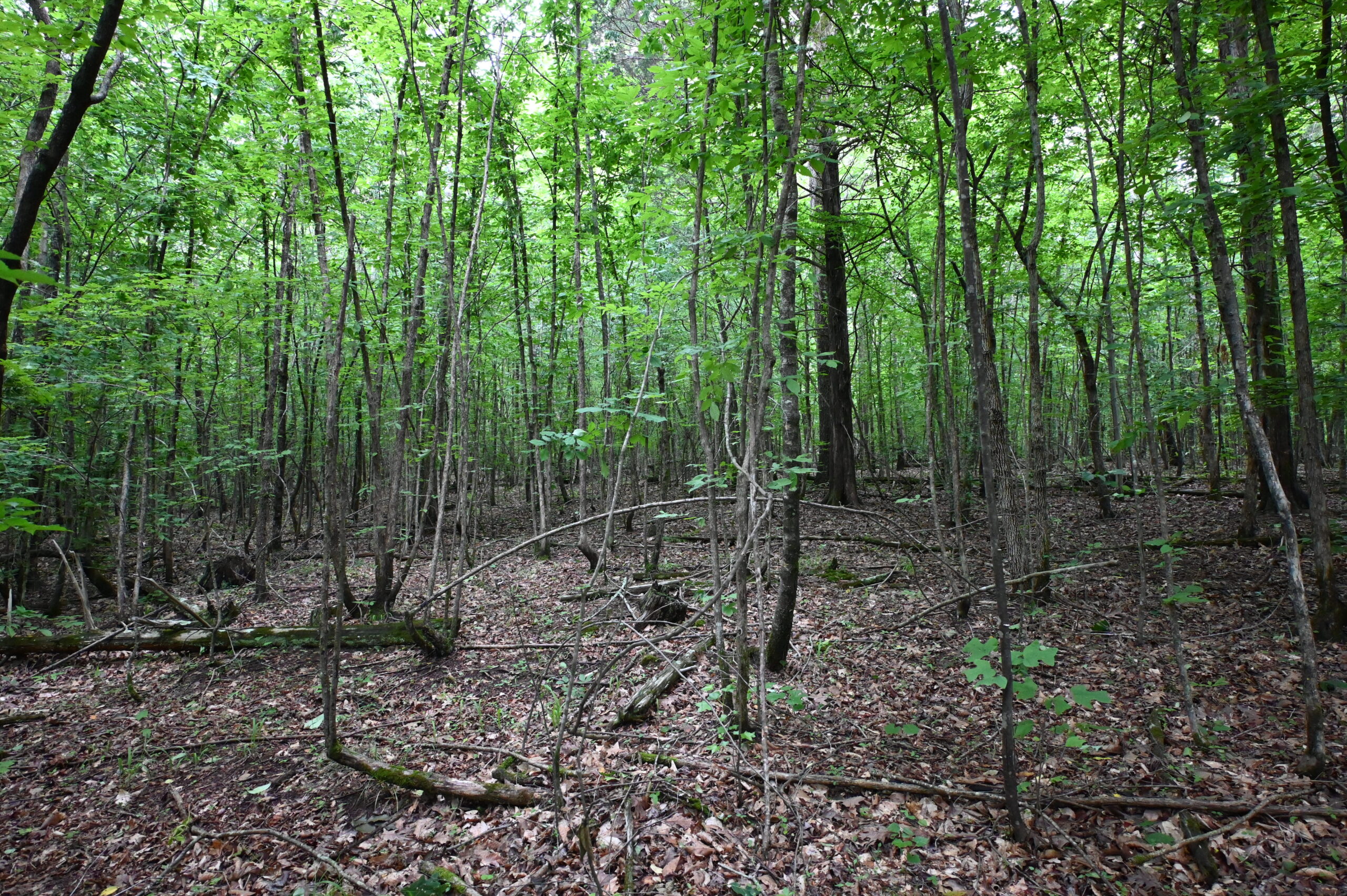 65.84 Acres for Sale in Decaturville, Tennessee