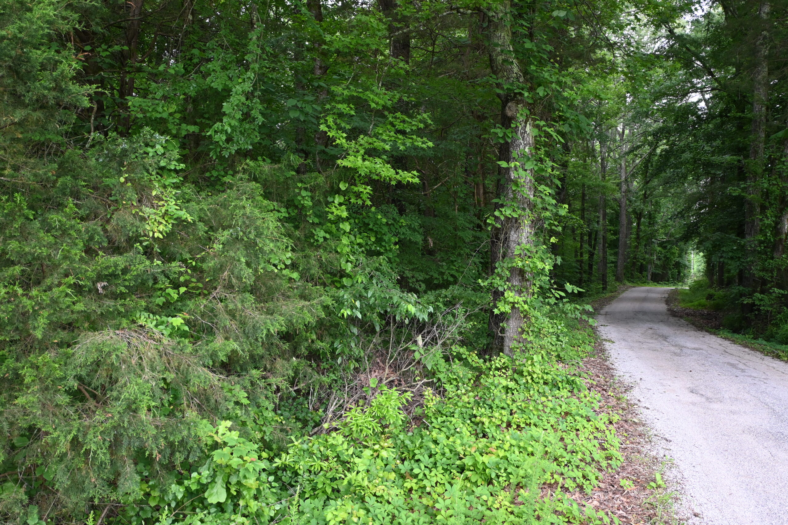 65.84 Acres for Sale in Decaturville, Tennessee