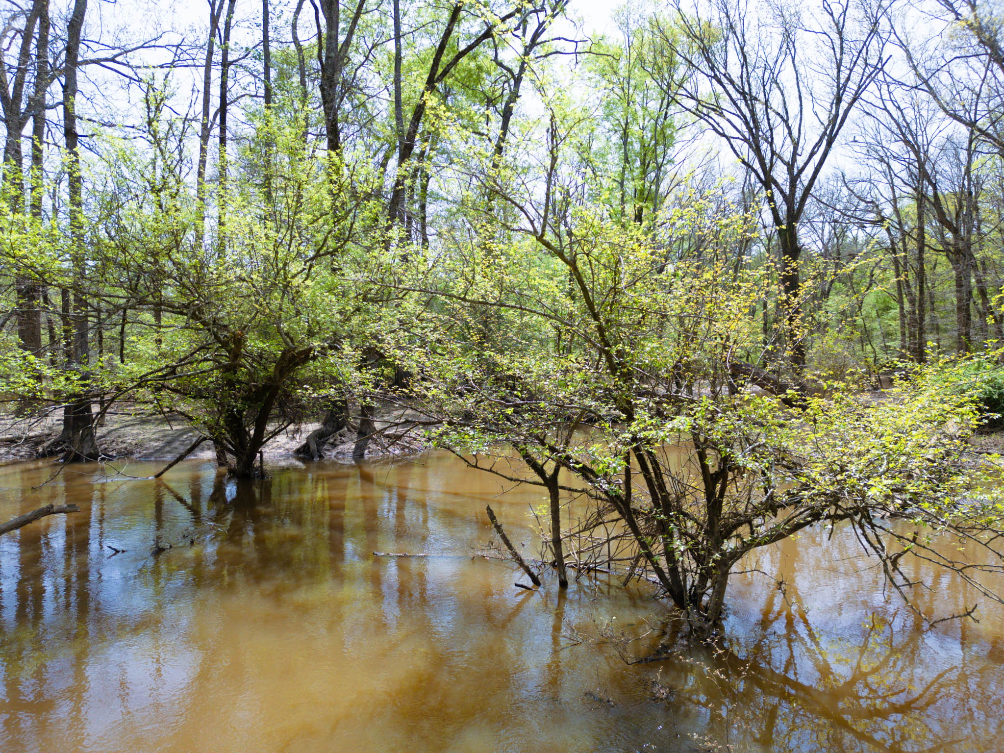 Upshur County Whitetail and Duck Hunting Property