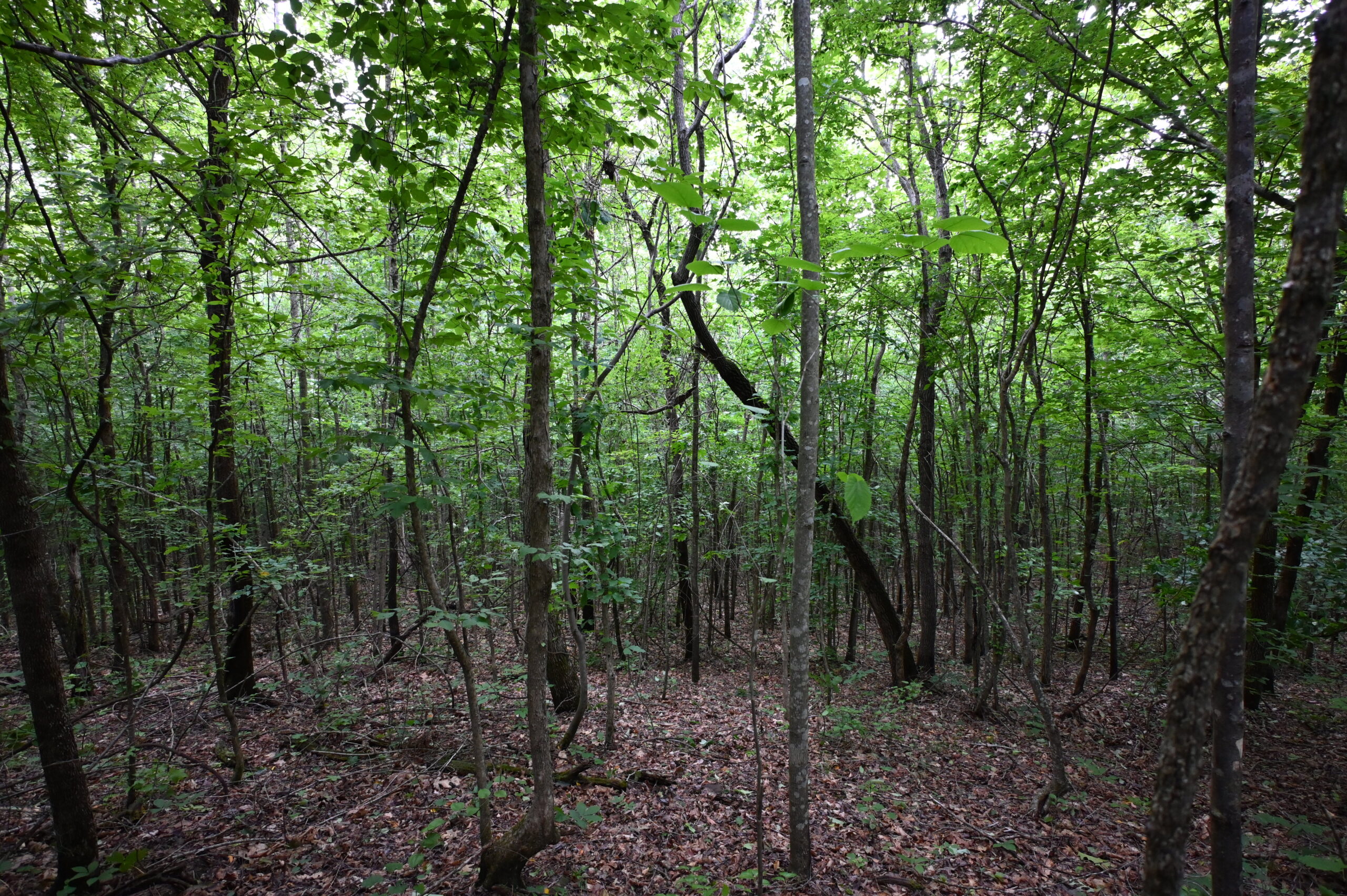 65.84 Acres for Sale in Decaturville, Tennessee