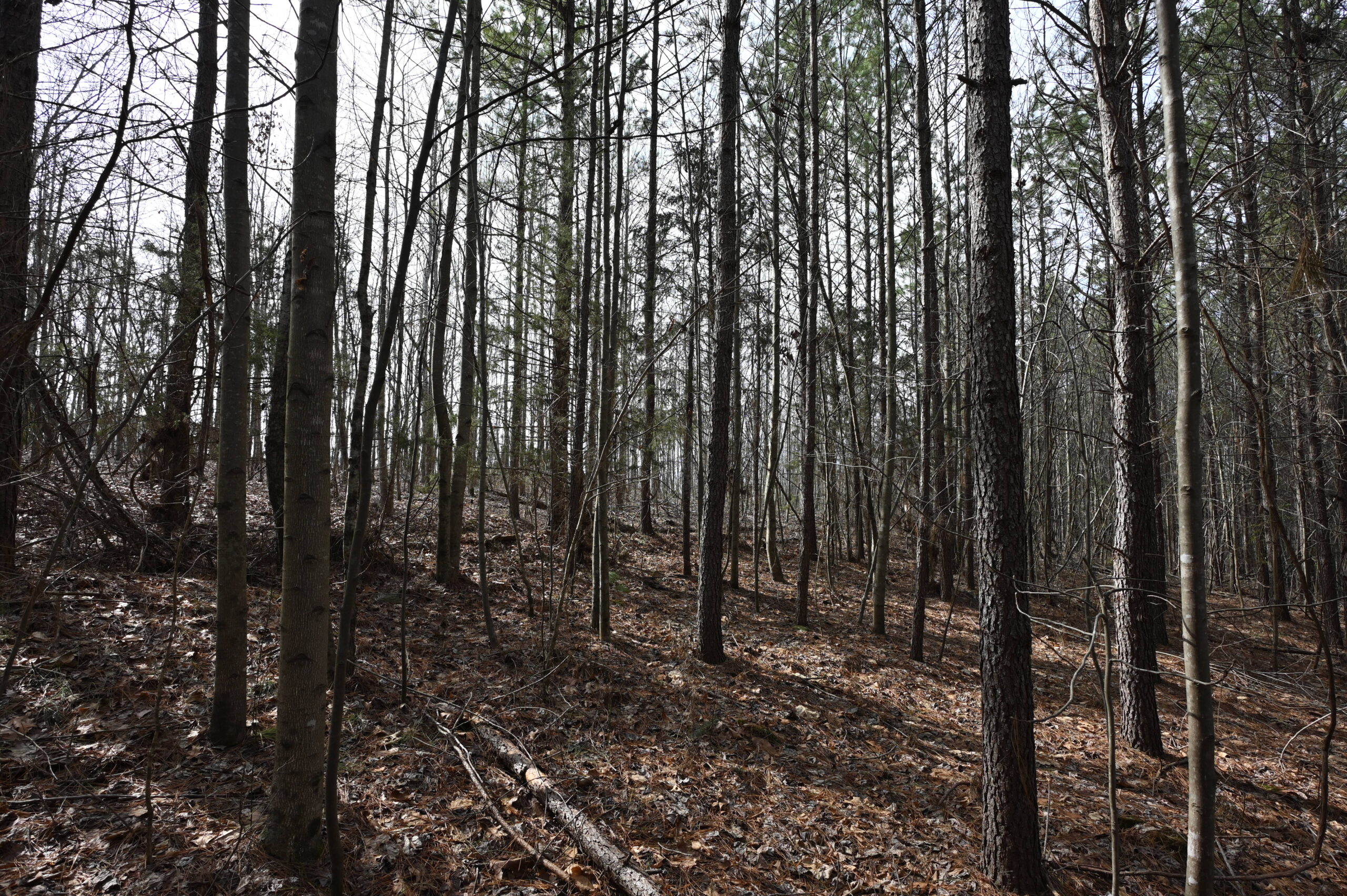 12.33 Acres Land for Sale in Perry County, Tennessee