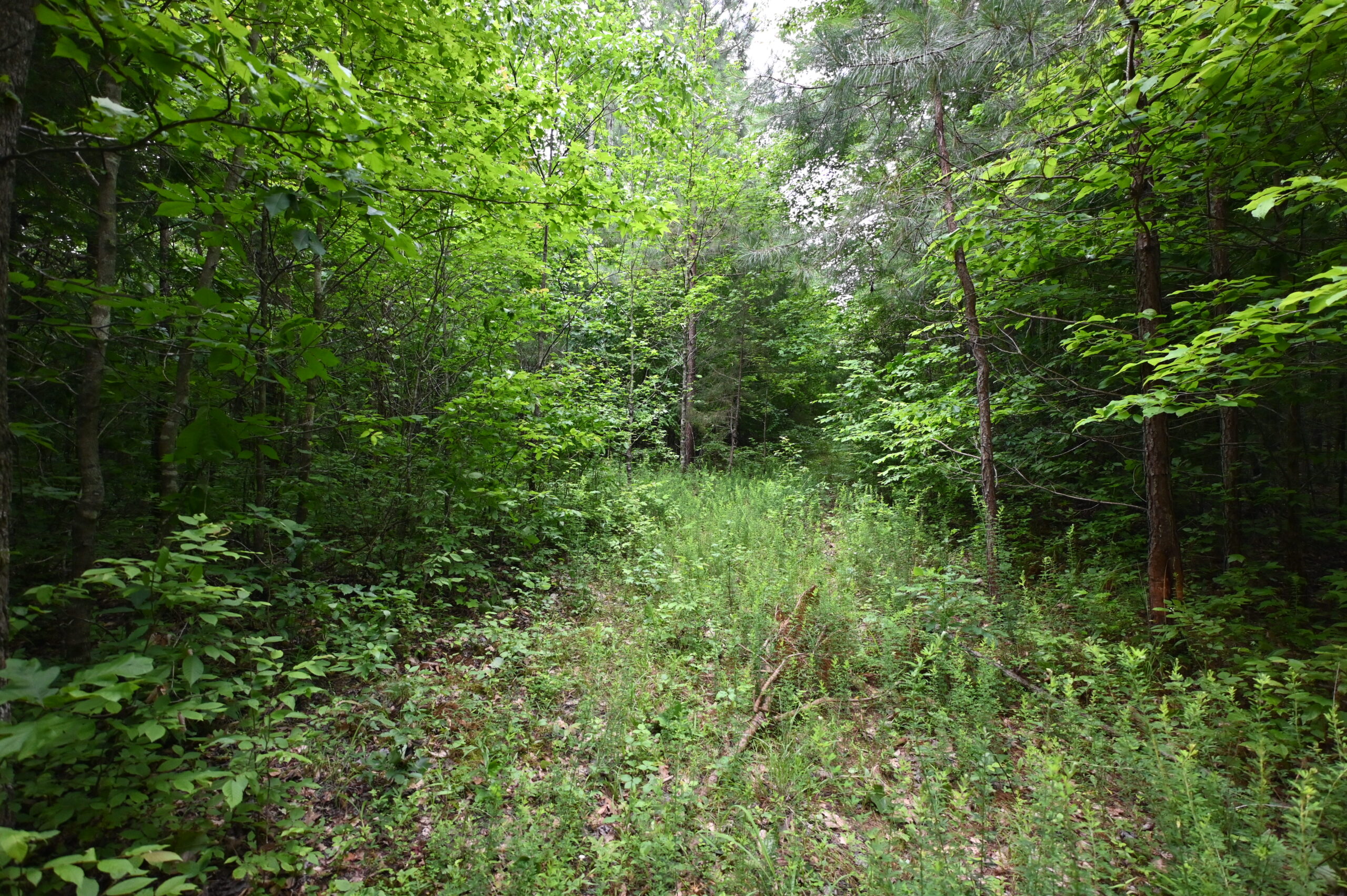 65.84 Acres for Sale in Decaturville, Tennessee