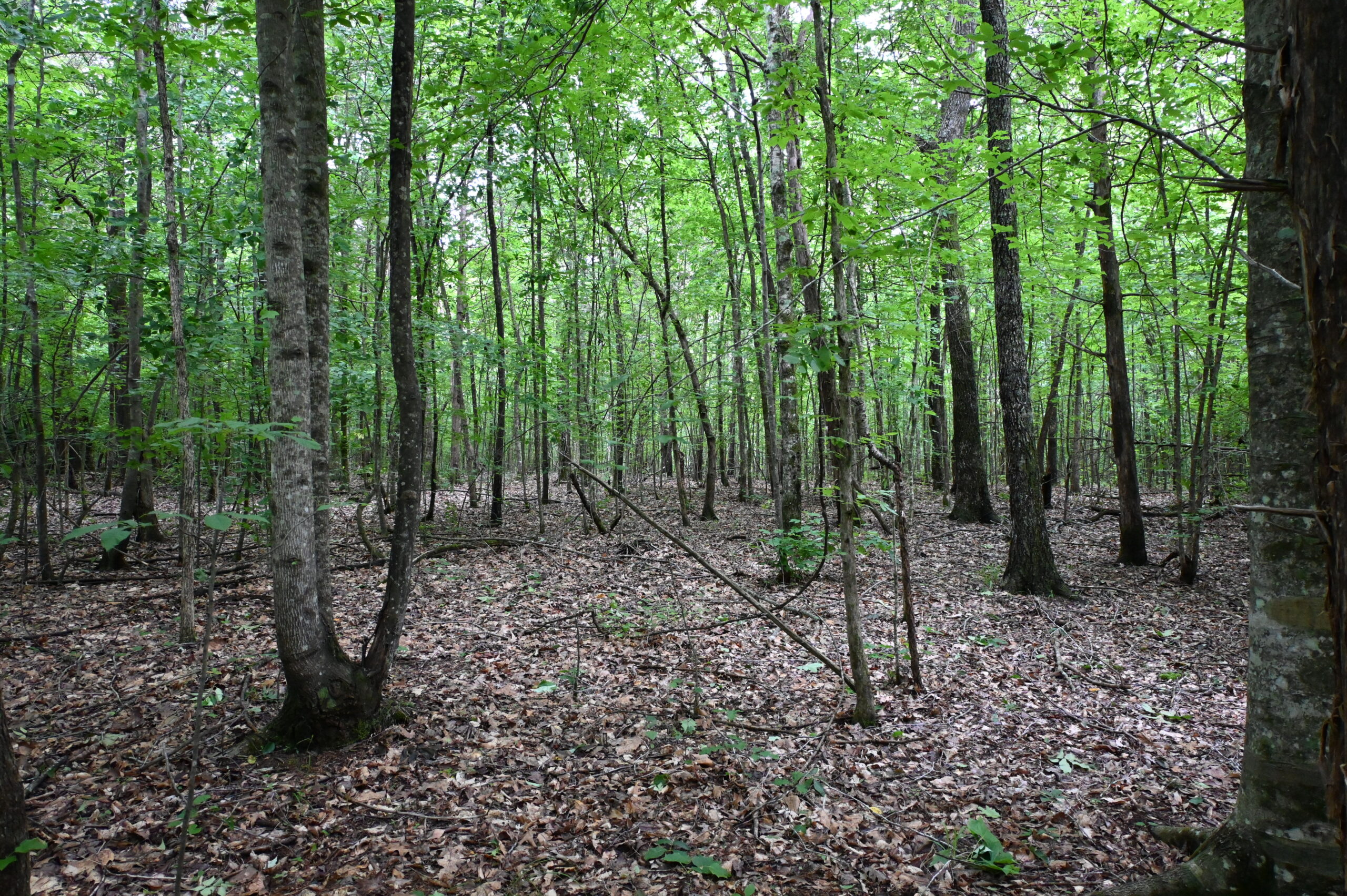 65.84 Acres for Sale in Decaturville, Tennessee