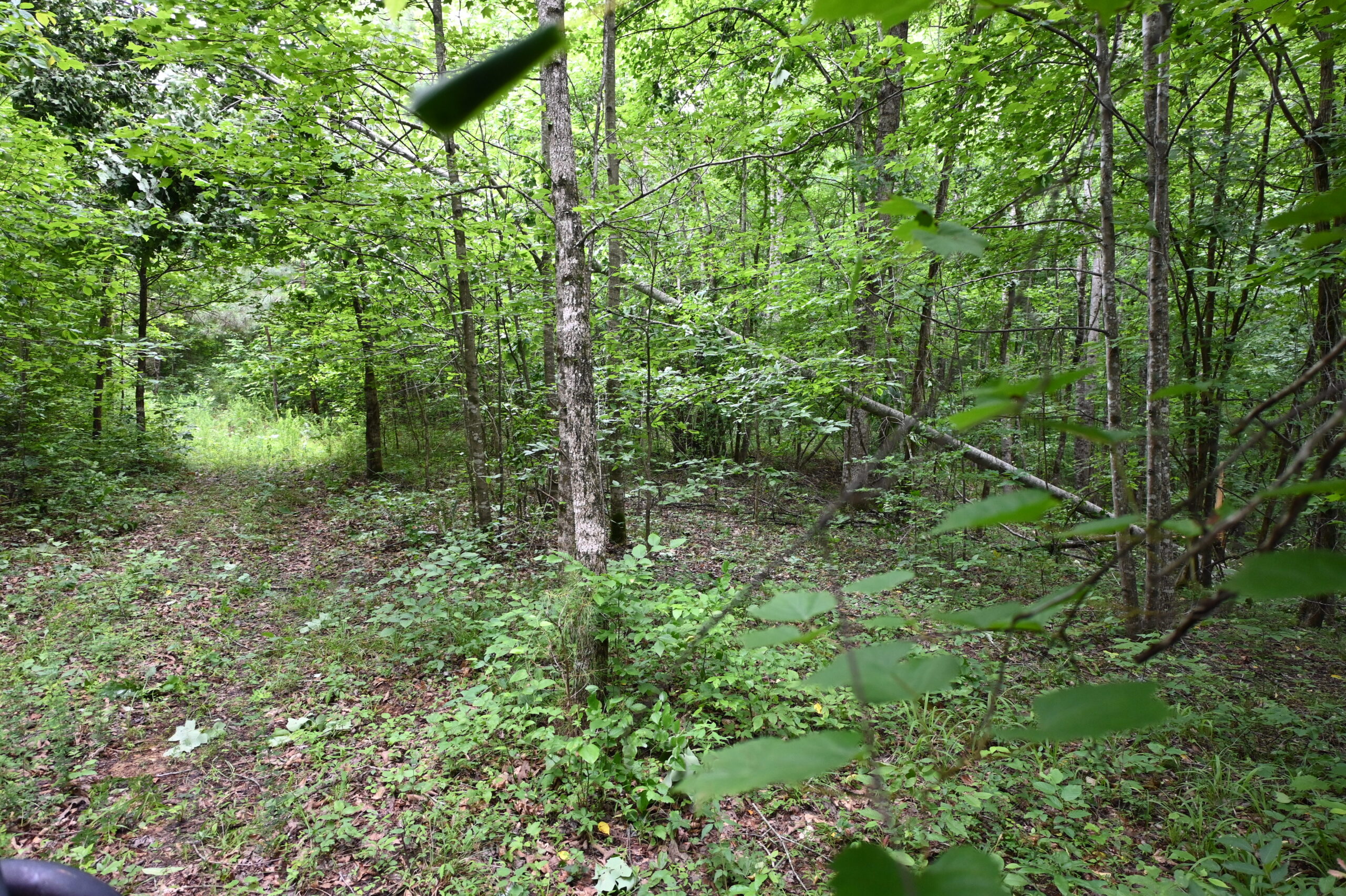65.84 Acres for Sale in Decaturville, Tennessee