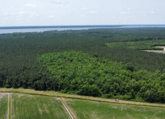 25 AC Timber & Hunting Tract Near Bath, NC – Secluded Gem