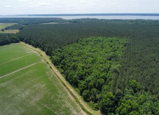 25 AC Timber & Hunting Tract Near Bath, NC – Secluded Gem