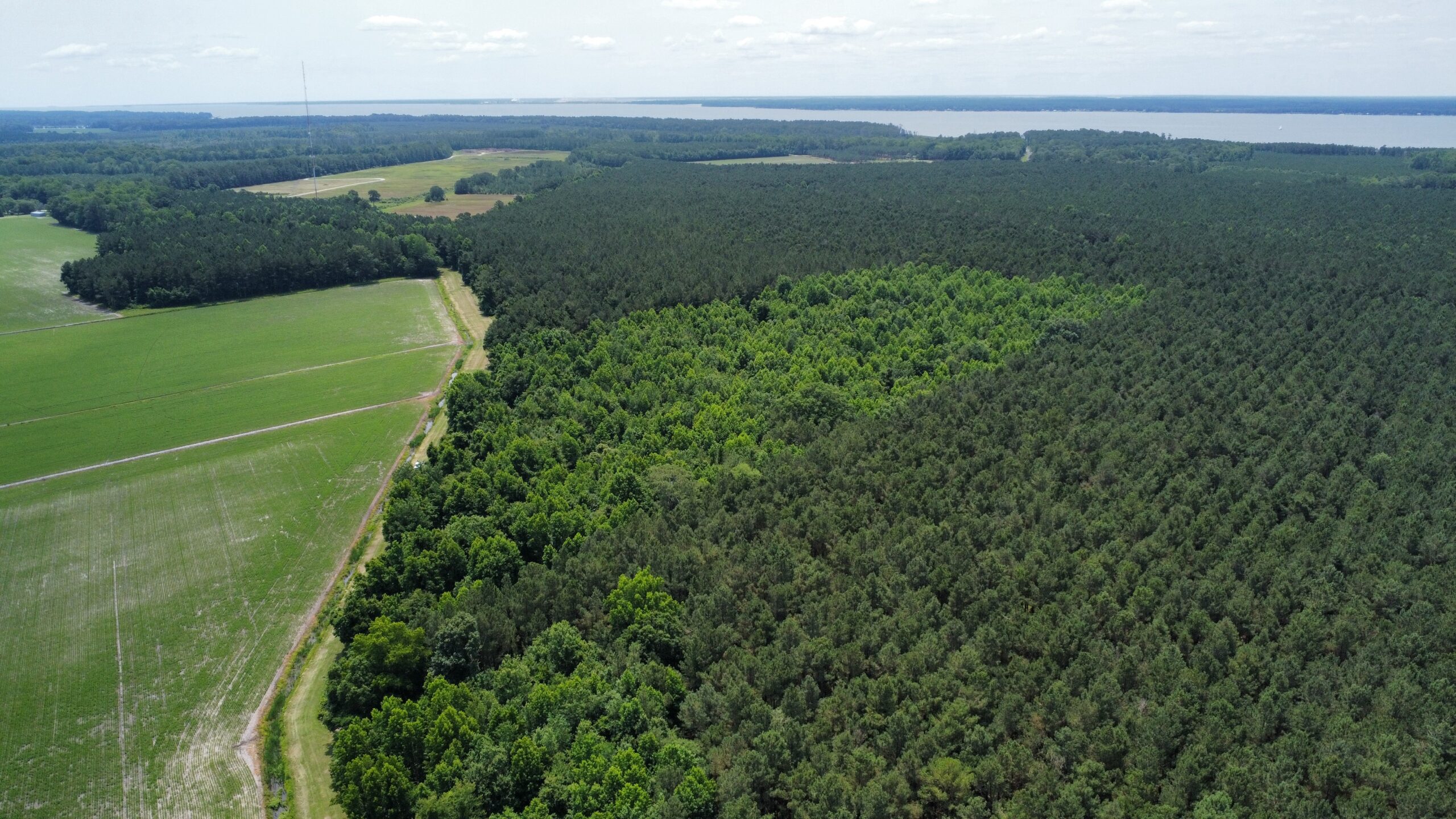 25 AC Timber & Hunting Tract Near Bath, NC – Secluded Gem