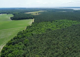 25 AC Timber & Hunting Tract Near Bath, NC – Secluded Gem