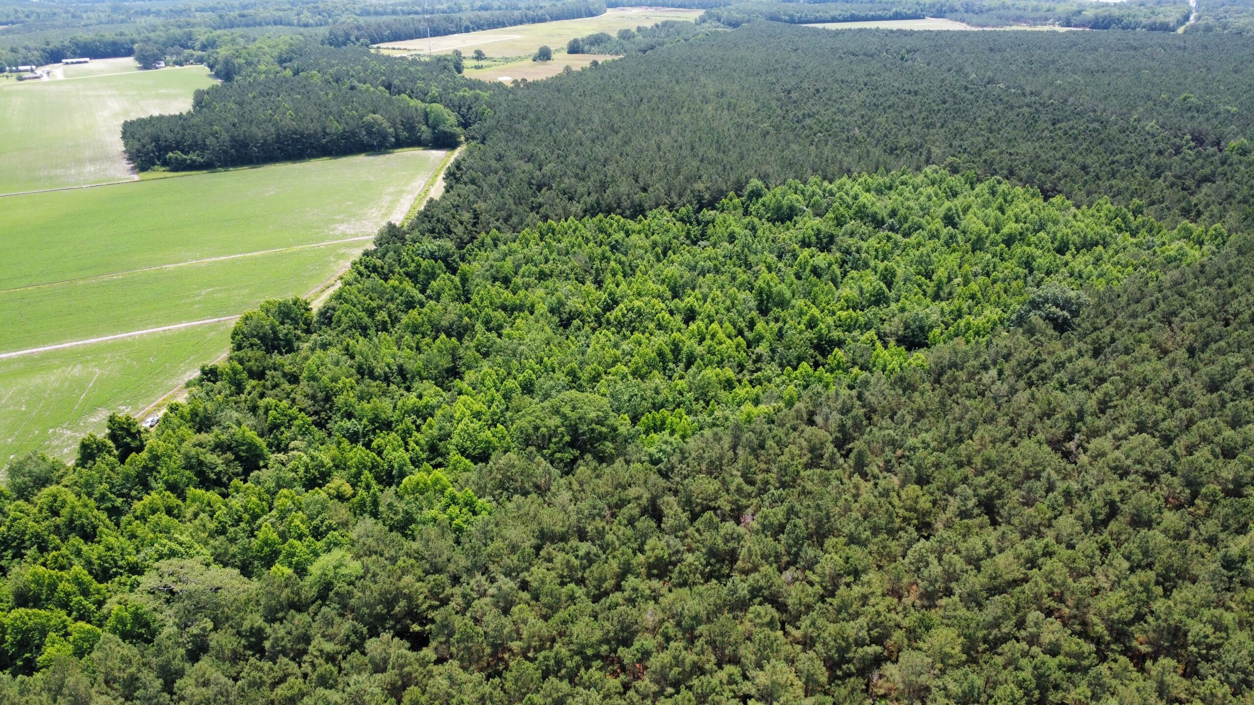 25 AC Timber & Hunting Tract Near Bath, NC – Secluded Gem