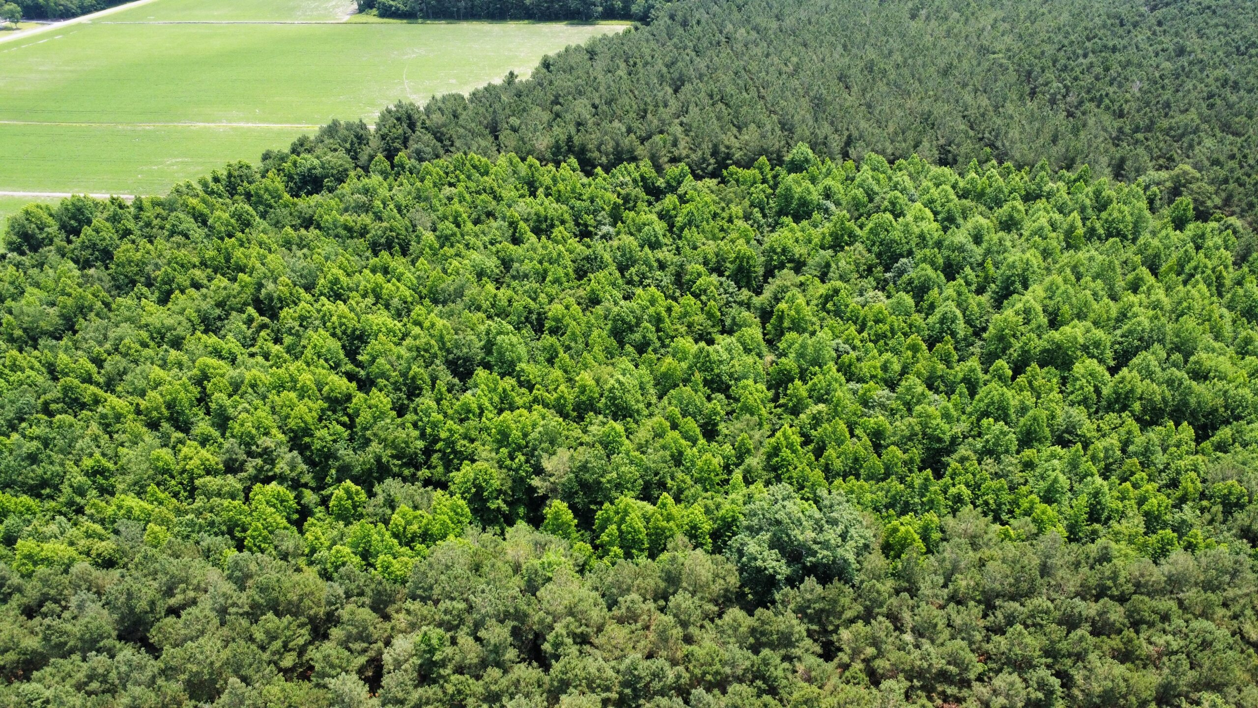25 AC Timber & Hunting Tract Near Bath, NC – Secluded Gem