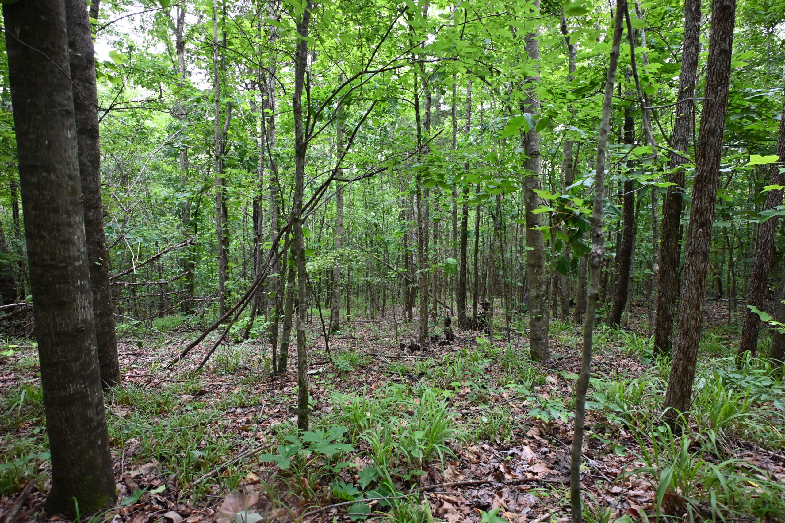 65.84 Acres for Sale in Decaturville, Tennessee