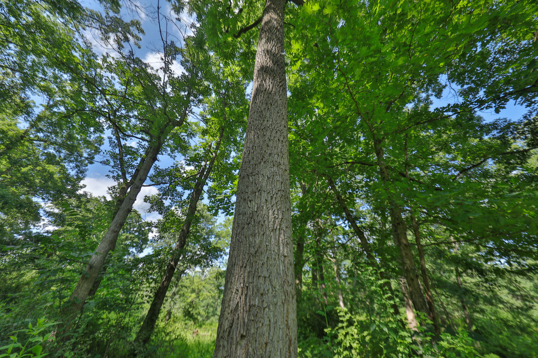 Historic 306-Acre Legacy Farm in Iowa County, Wisconsin
